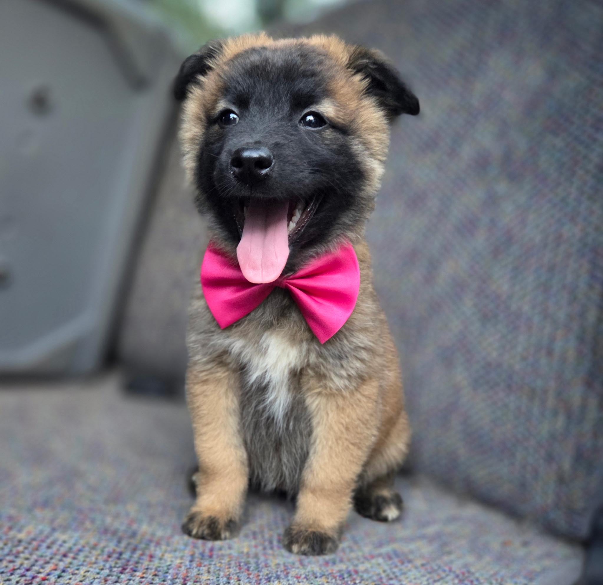 Enlarge Rose , an adopted mixed breed in Gilbert, SC image 5/6