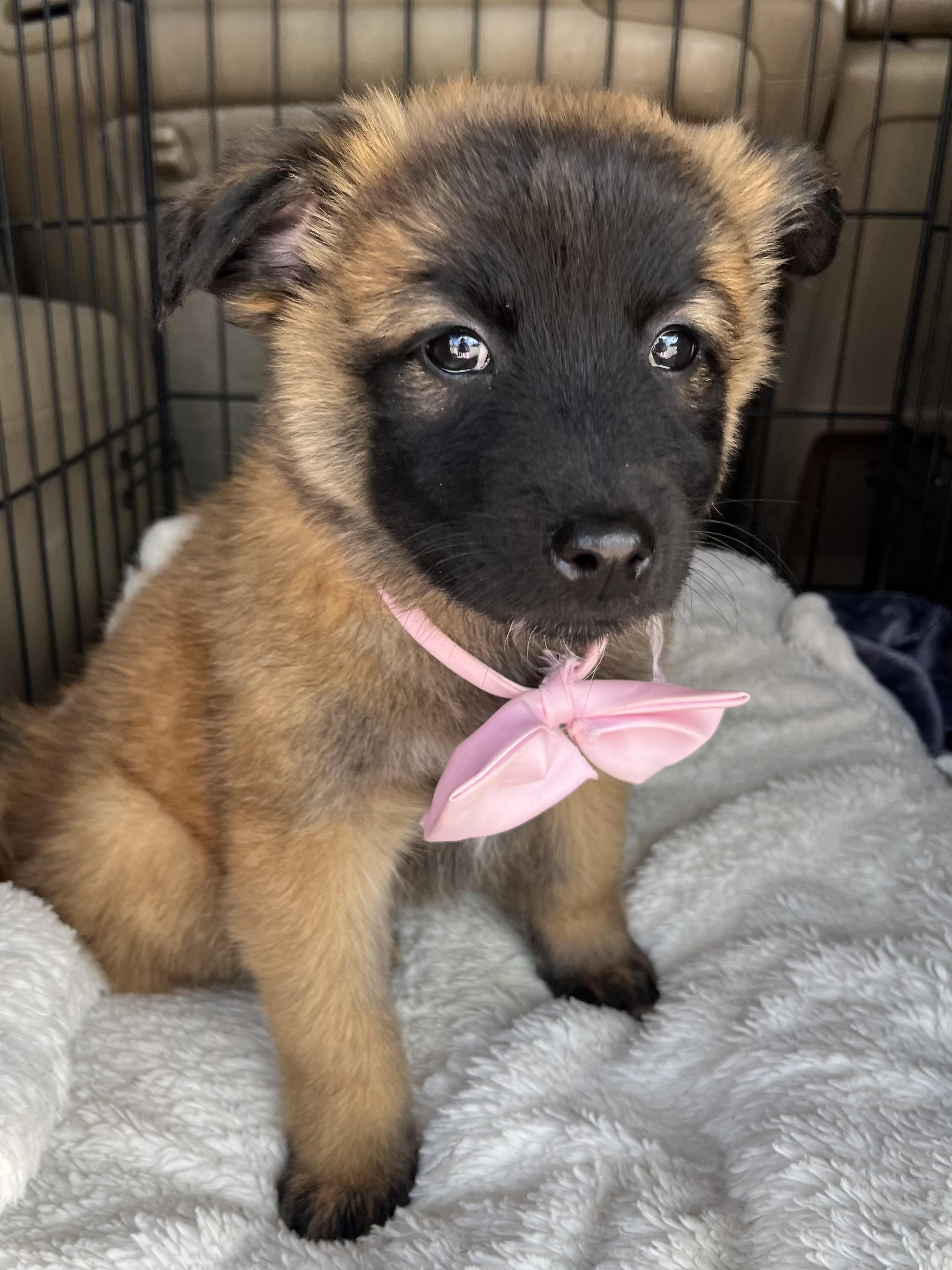 Enlarge Rose , a Adoptable mixed breed in Gilbert, SC image 6/6