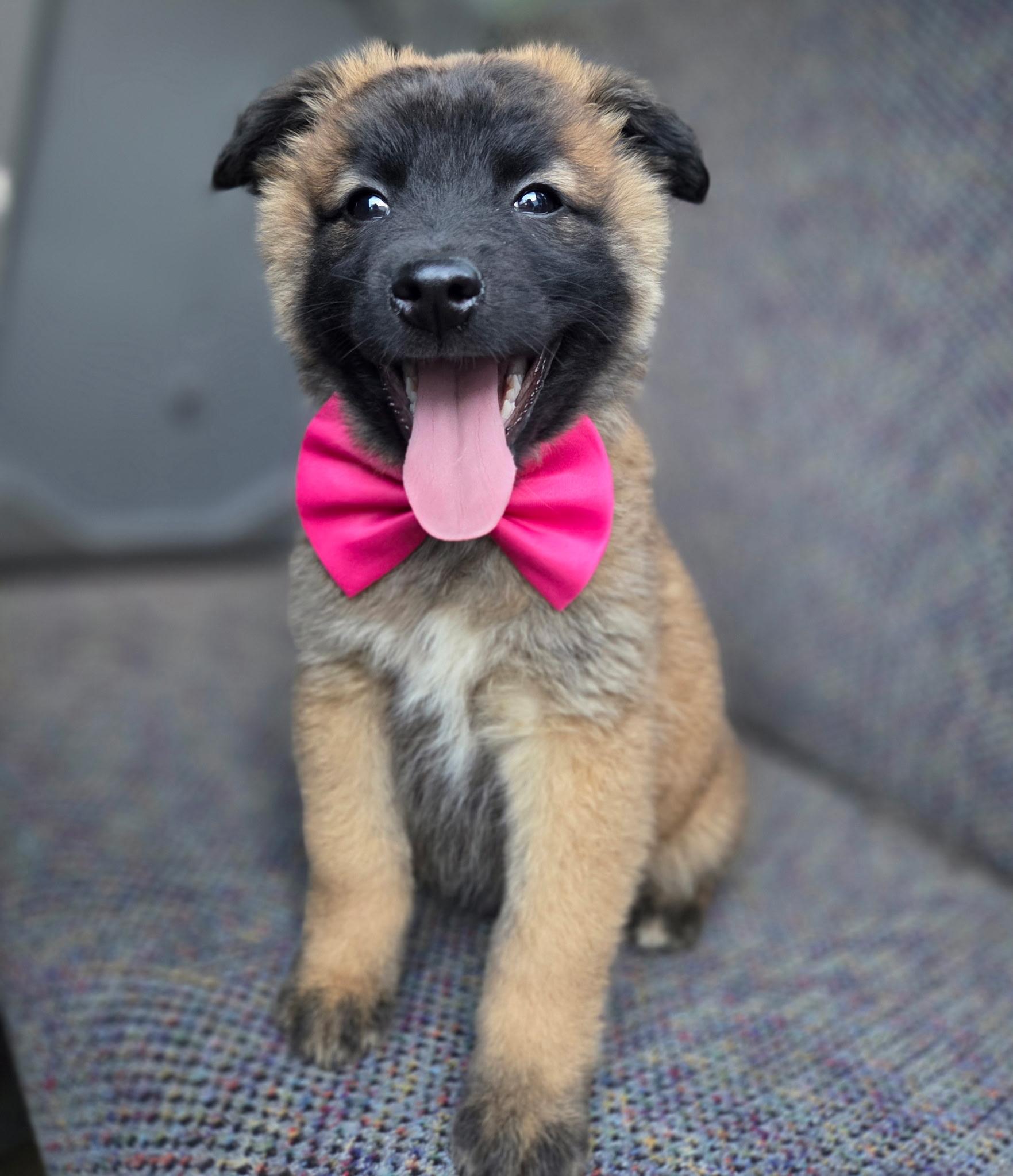 Enlarge Rose , an adopted mixed breed in Gilbert, SC image 3/6