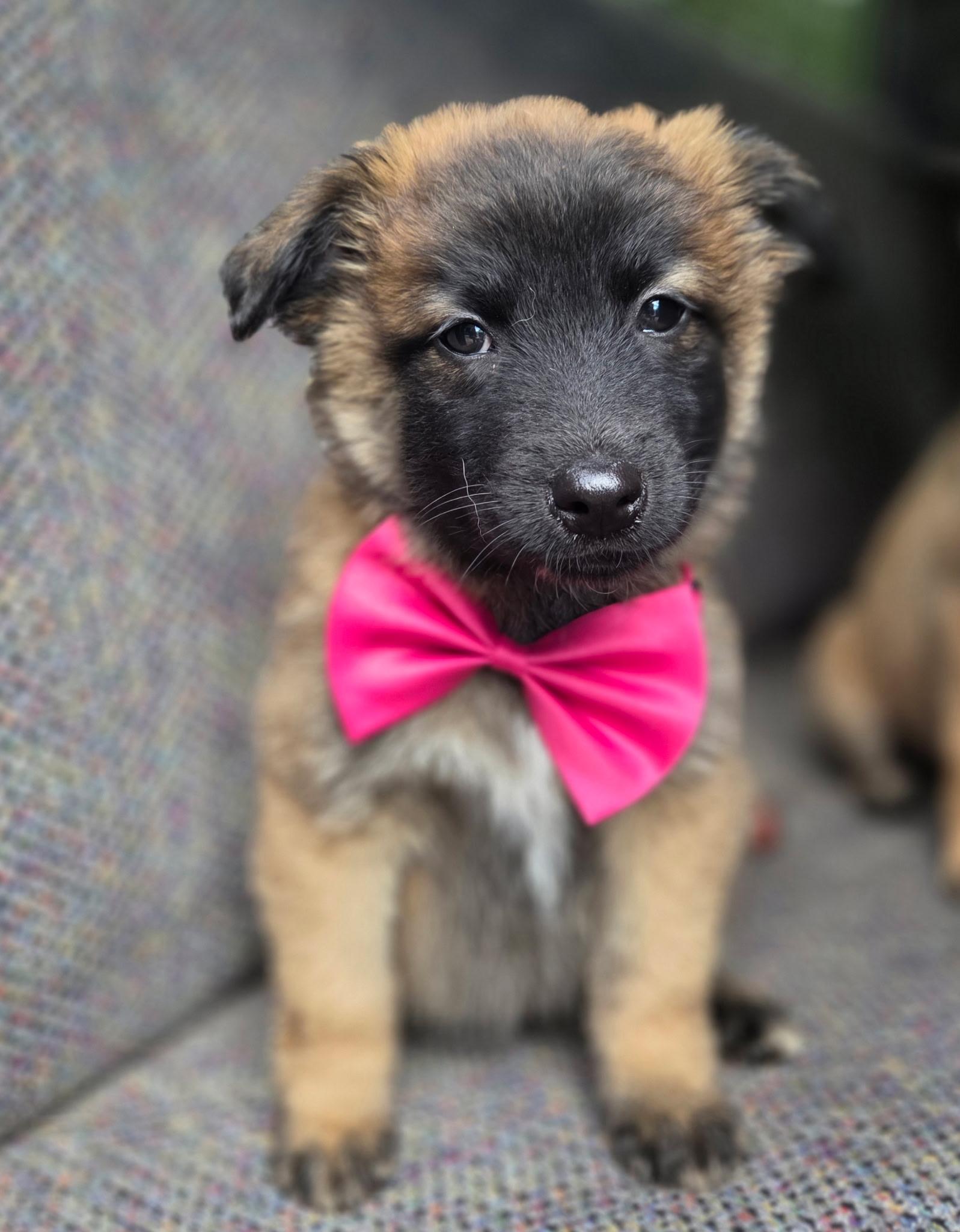 Enlarge Rose , a Adoptable mixed breed in Gilbert, SC image 2/6