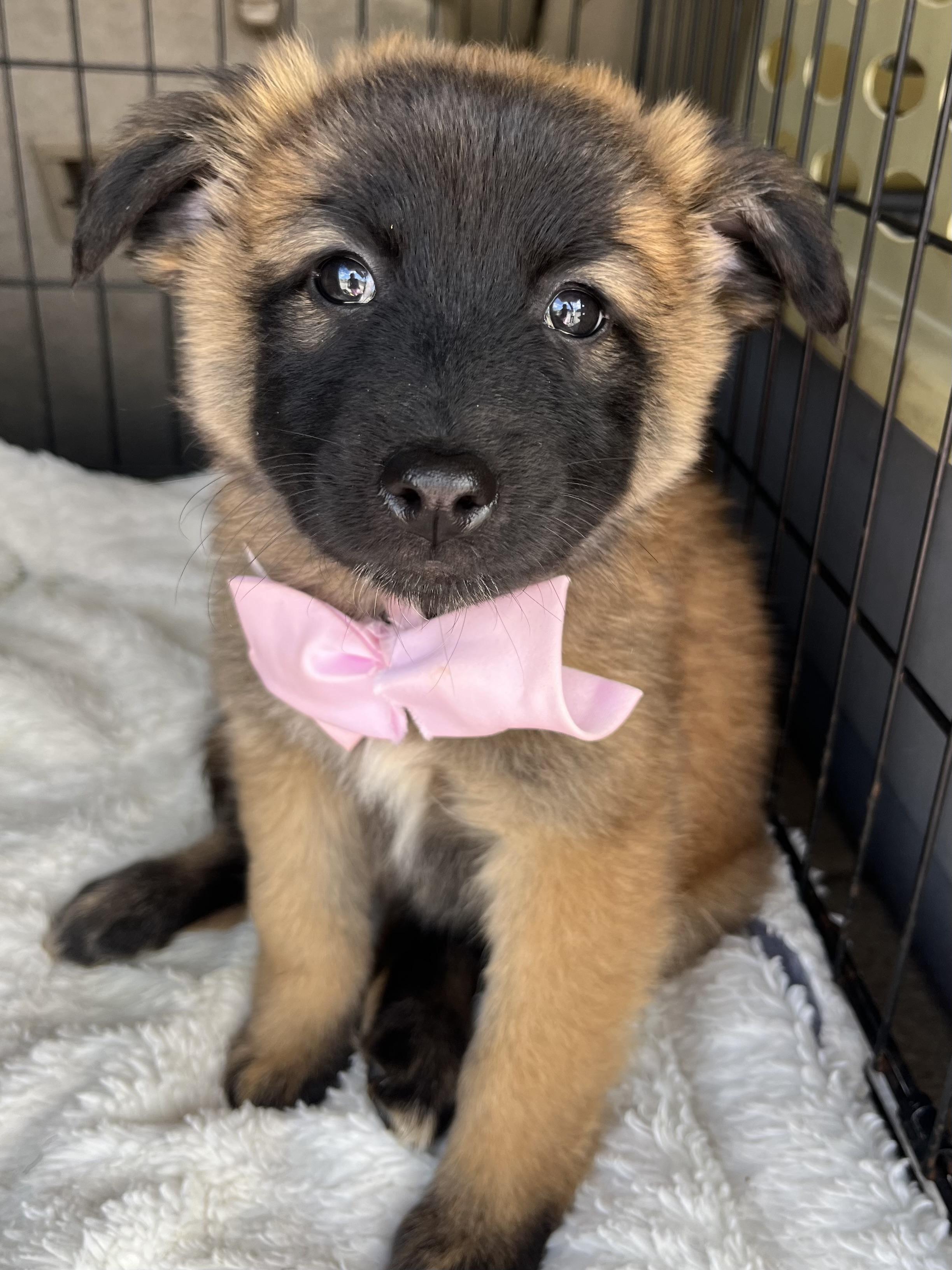 Enlarge Rose , a Adoptable mixed breed in Gilbert, SC image 4/6