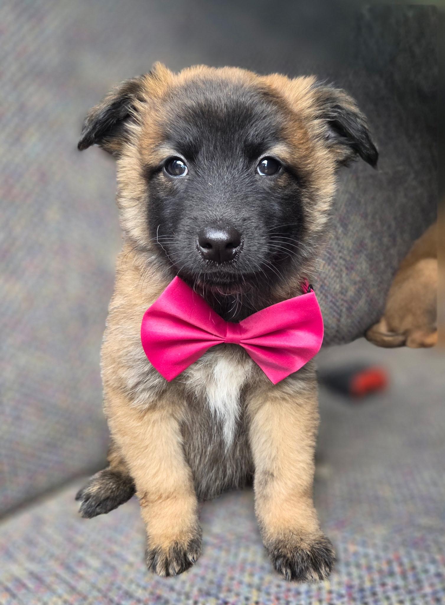 Enlarge Rose , a Adoptable mixed breed in Gilbert, SC image 1/6