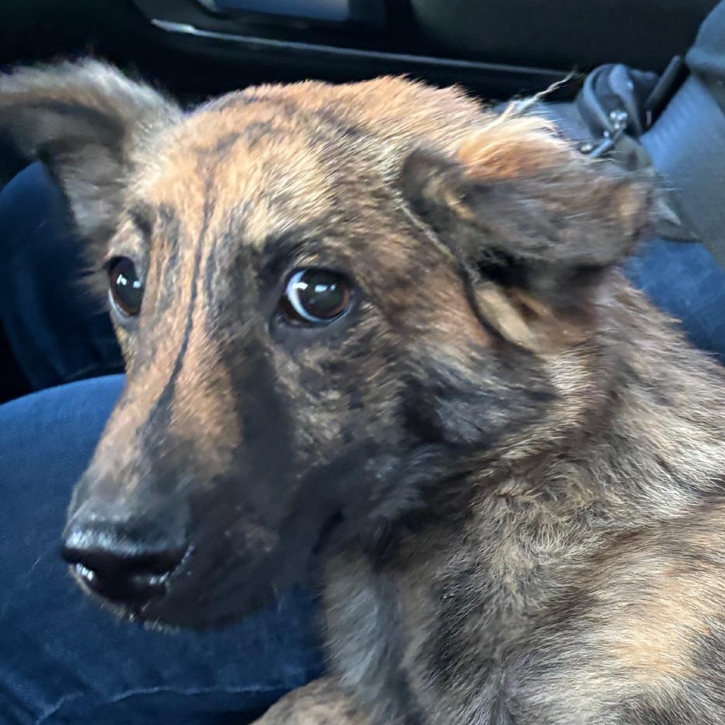 Agueybana, Adoptable, Young Male Shepherd & Mixed Breed.
