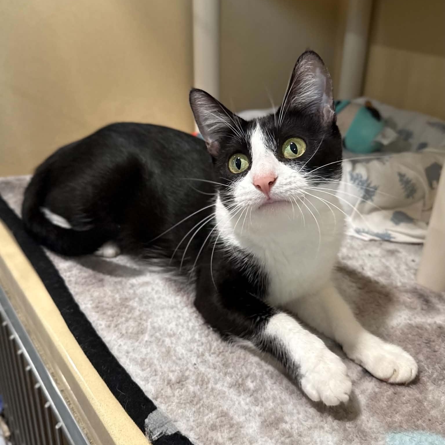 Mrs. Grady, Adoptable, Adult Female Domestic Short Hair & Tuxedo.