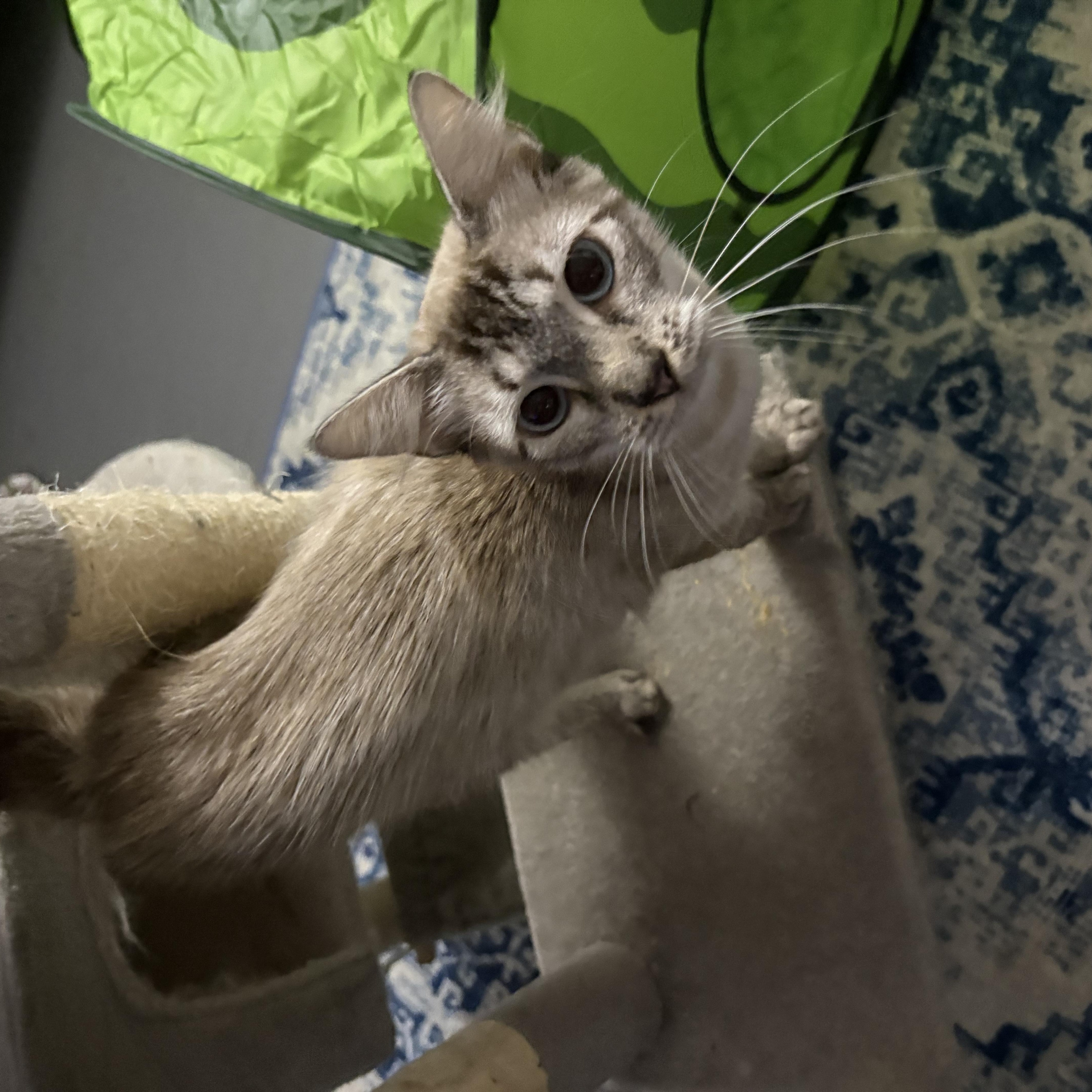 Enlarge Whiskey, a ADOPTABLE mixed breed in Lehigh Acres, FL image 3/3