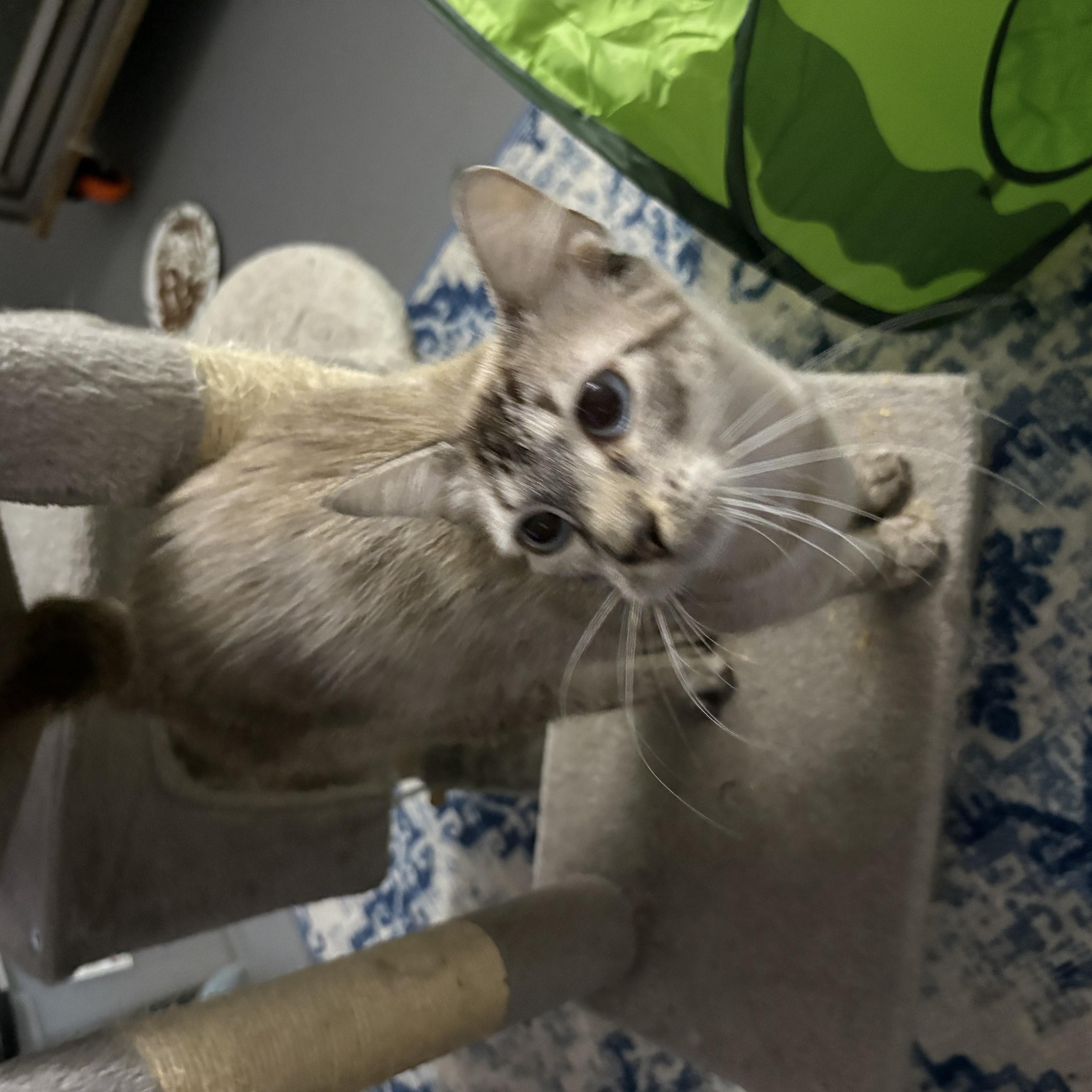 Whiskey, ADOPTABLE, Young Female Siamese & Manx.
