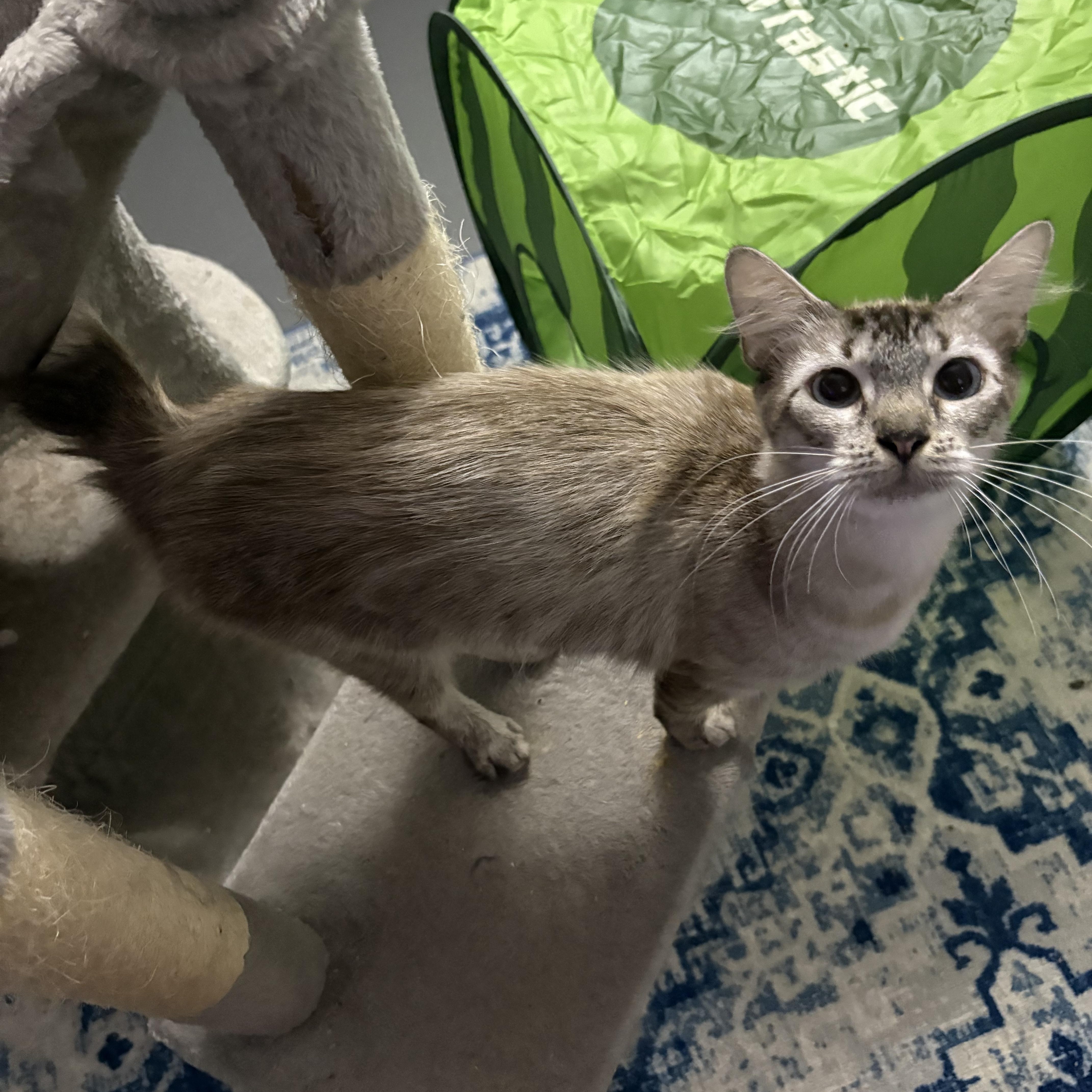 Enlarge Whiskey, a ADOPTABLE mixed breed in Lehigh Acres, FL image 2/3