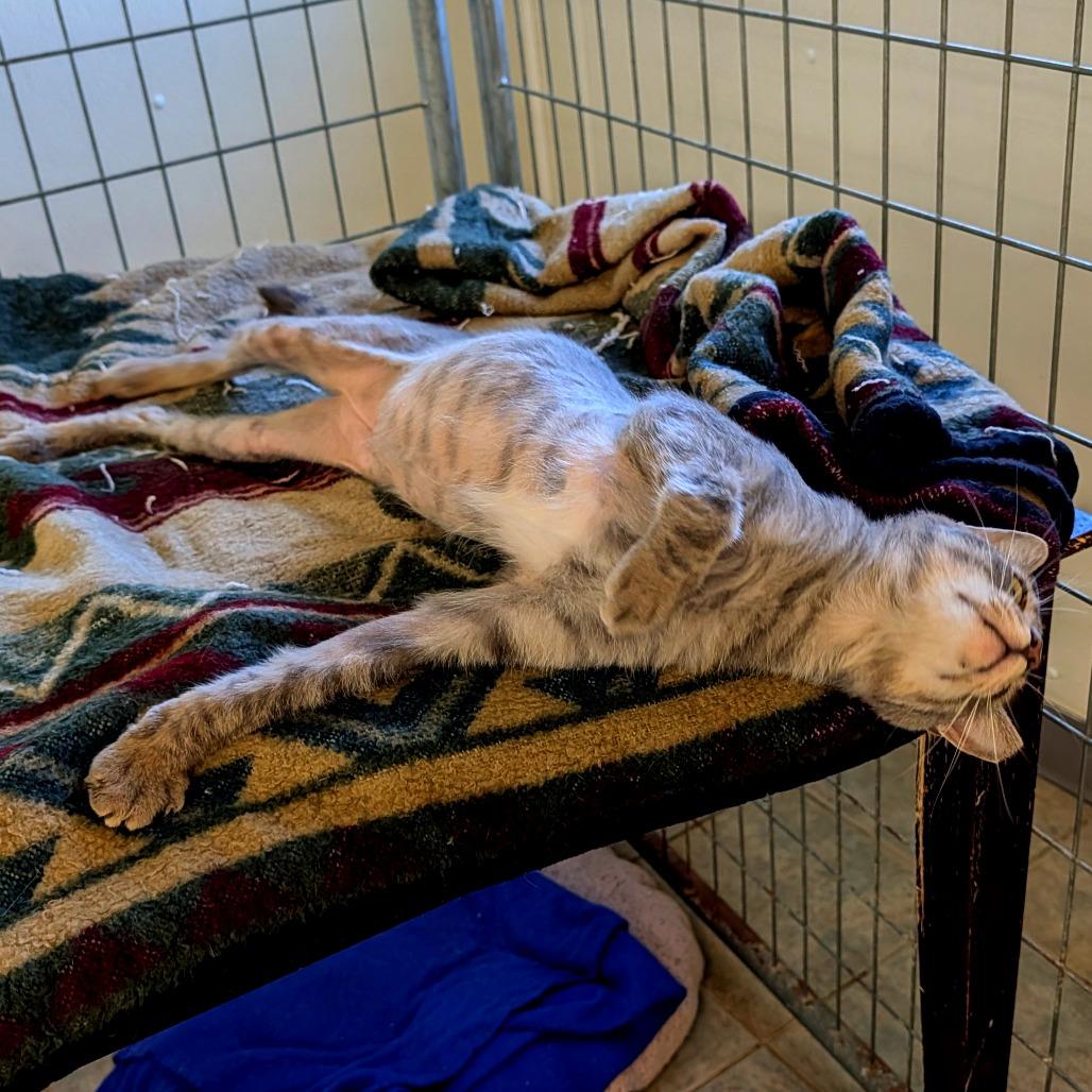 Chopstick, a Adoptable Domestic Short Hair in East Smithfield , PA image 1/6