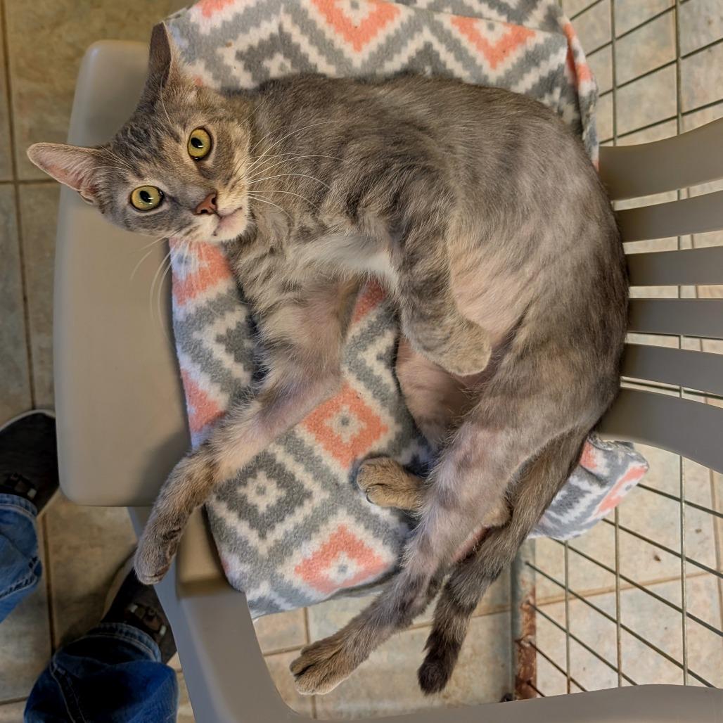 Chopstick, a Adoptable Domestic Short Hair in East Smithfield , PA image 2/6