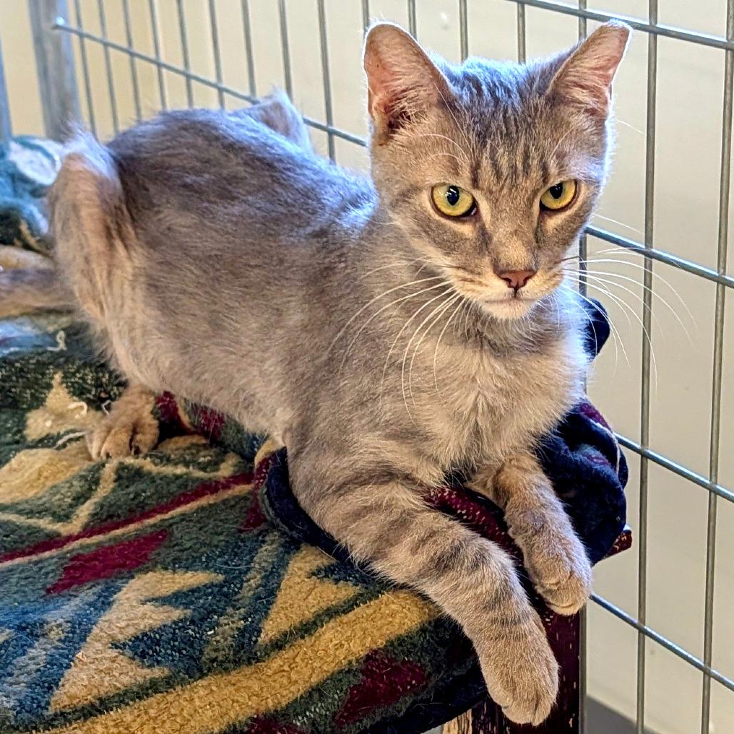 Chopstick, a Adoptable Domestic Short Hair in East Smithfield , PA image 3/6