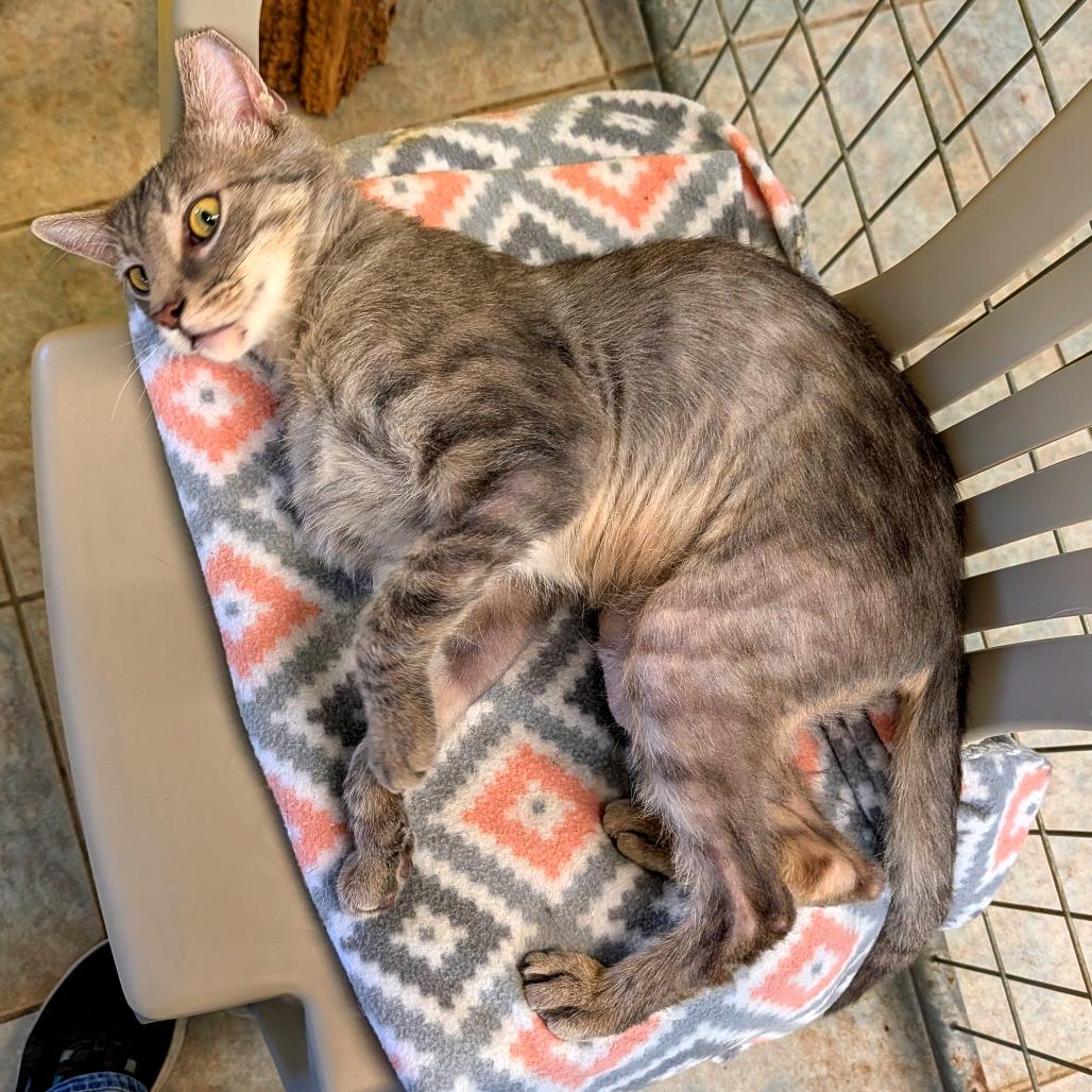 Chopstick, a Adoptable Domestic Short Hair in East Smithfield , PA image 4/6