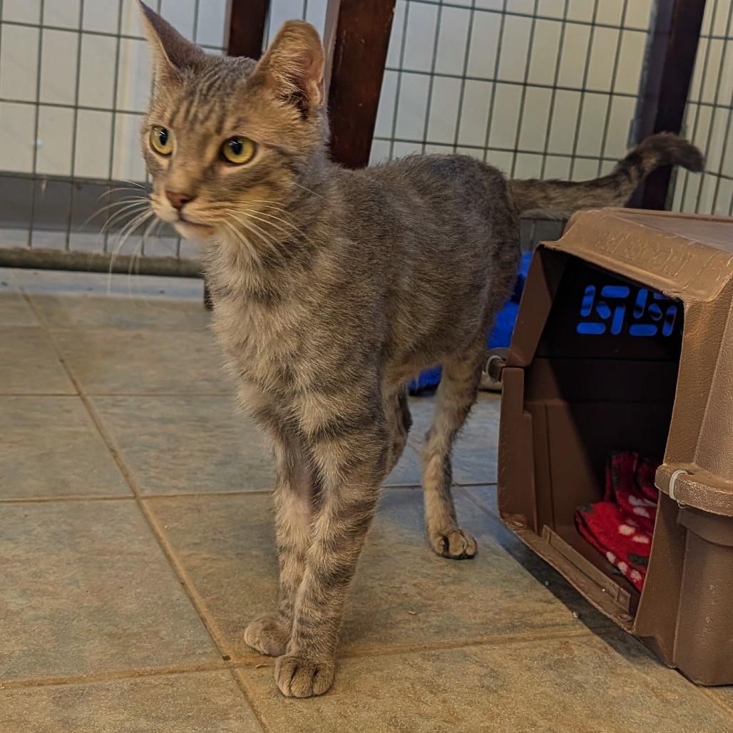 Chopstick, a Adoptable Domestic Short Hair in East Smithfield , PA image 5/6