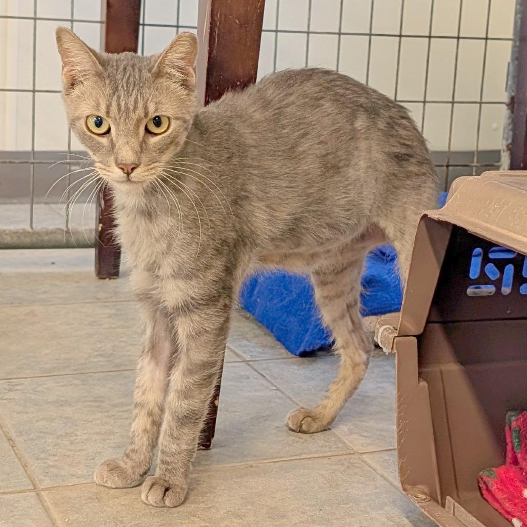 Chopstick, a Adoptable Domestic Short Hair in East Smithfield , PA image 6/6