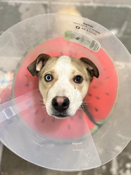 Ernie, ADOPTABLE, Young Male Pit Bull Terrier & Husky.