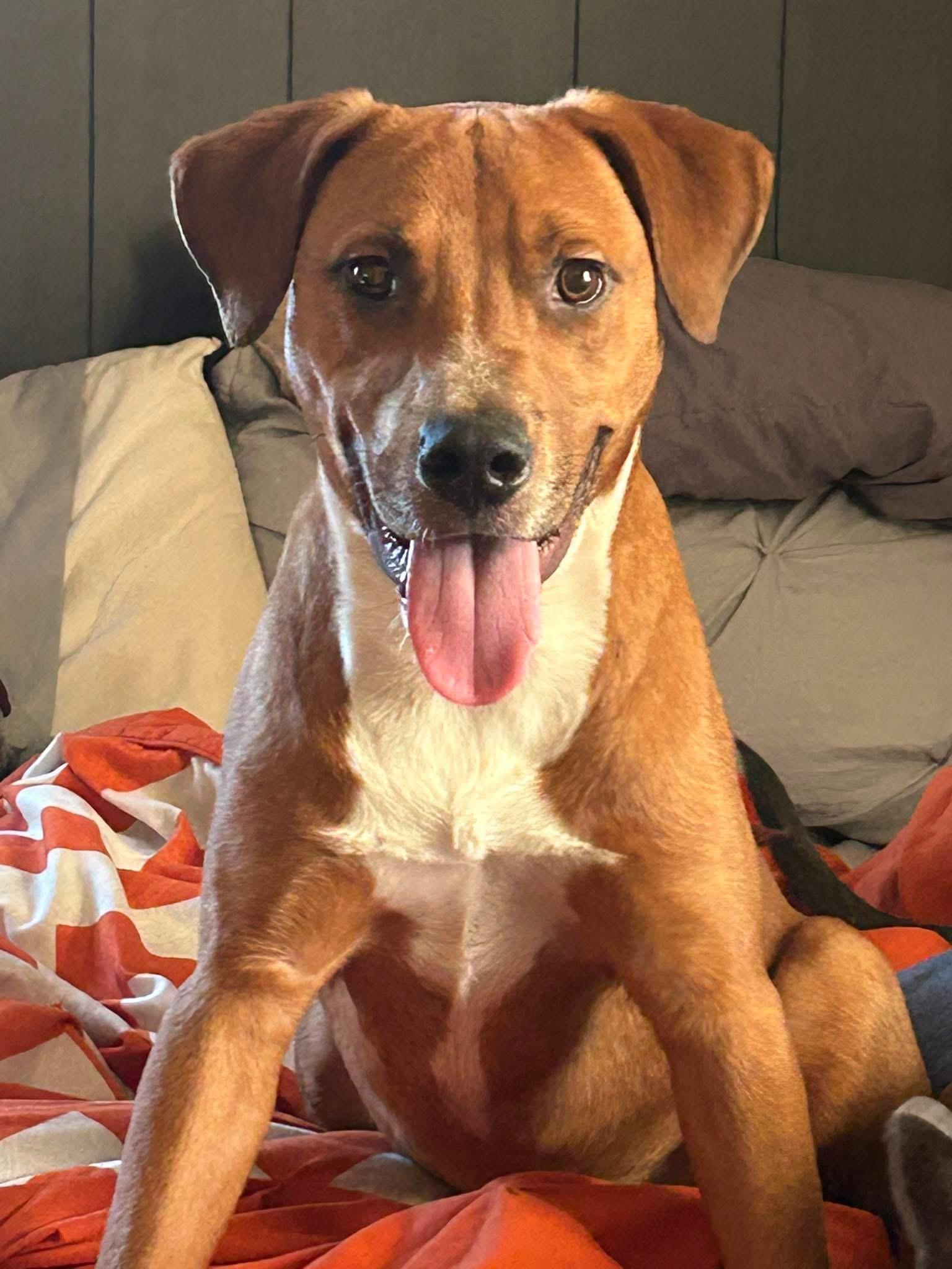 Enlarge Gumbo, a Adoptable mixed breed in Wappingers Falls, NY image 1/1