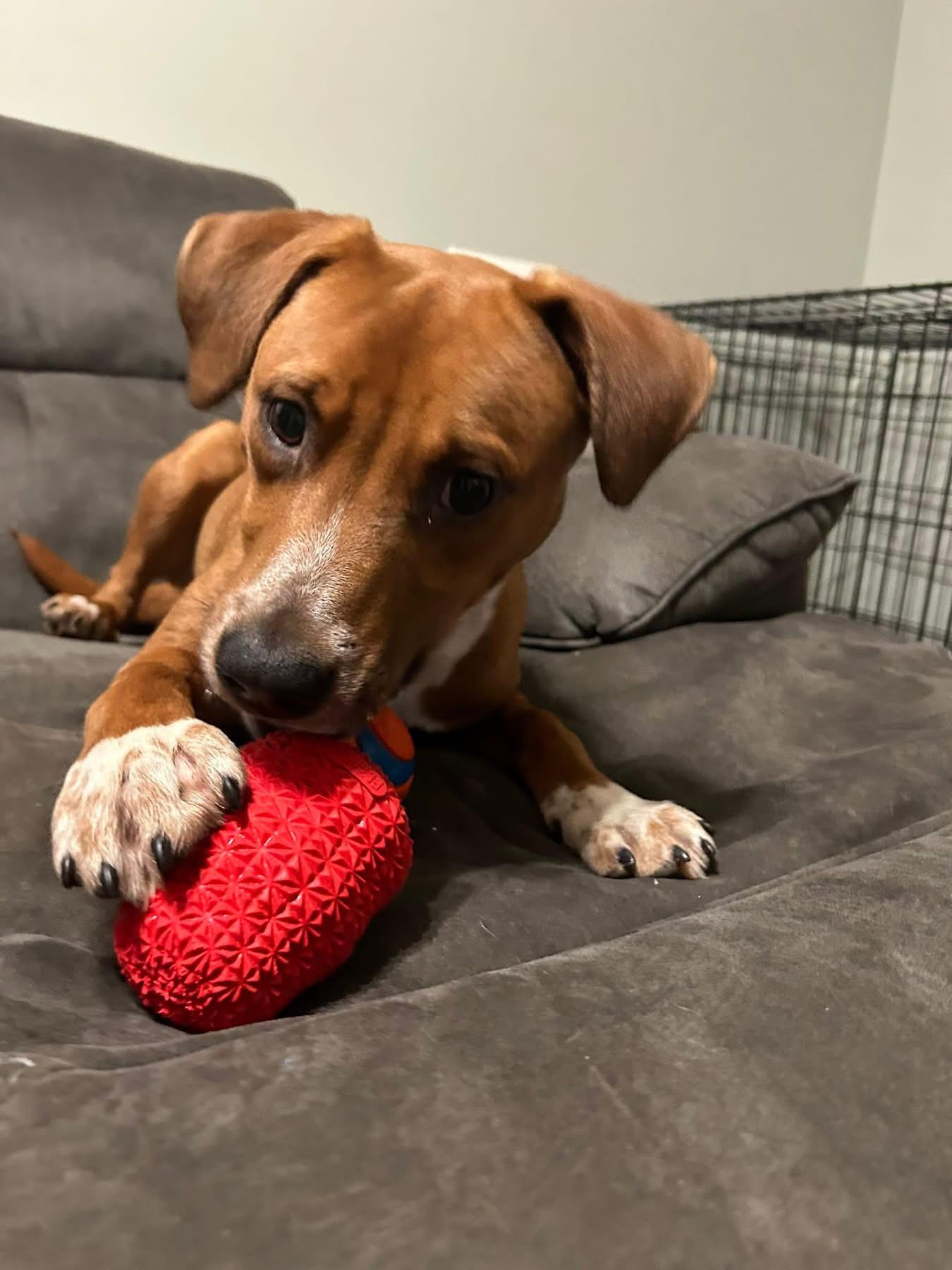 Gumbo, Adoptable, Young Male Mixed Breed.