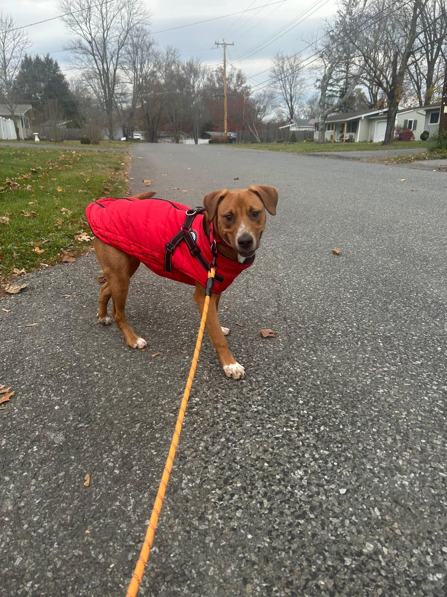 Gumbo, a Adoptable mixed breed in Wappingers Falls, NY image 2/3