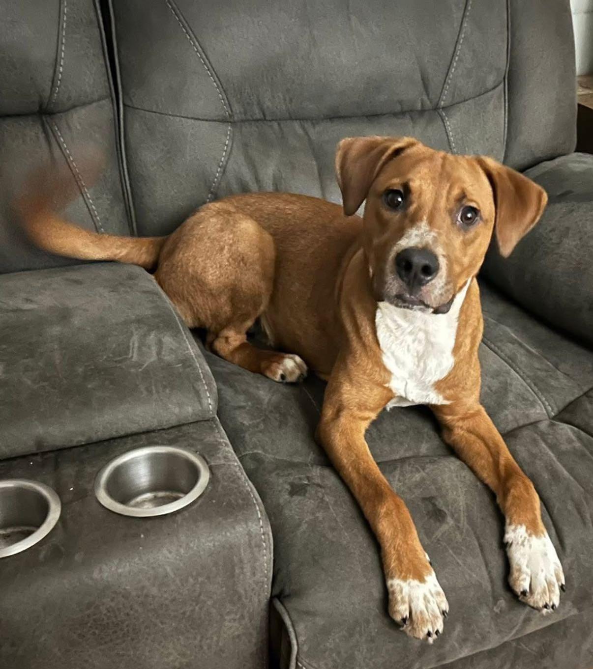 Gumbo, a Adoptable mixed breed in Wappingers Falls, NY image 3/3