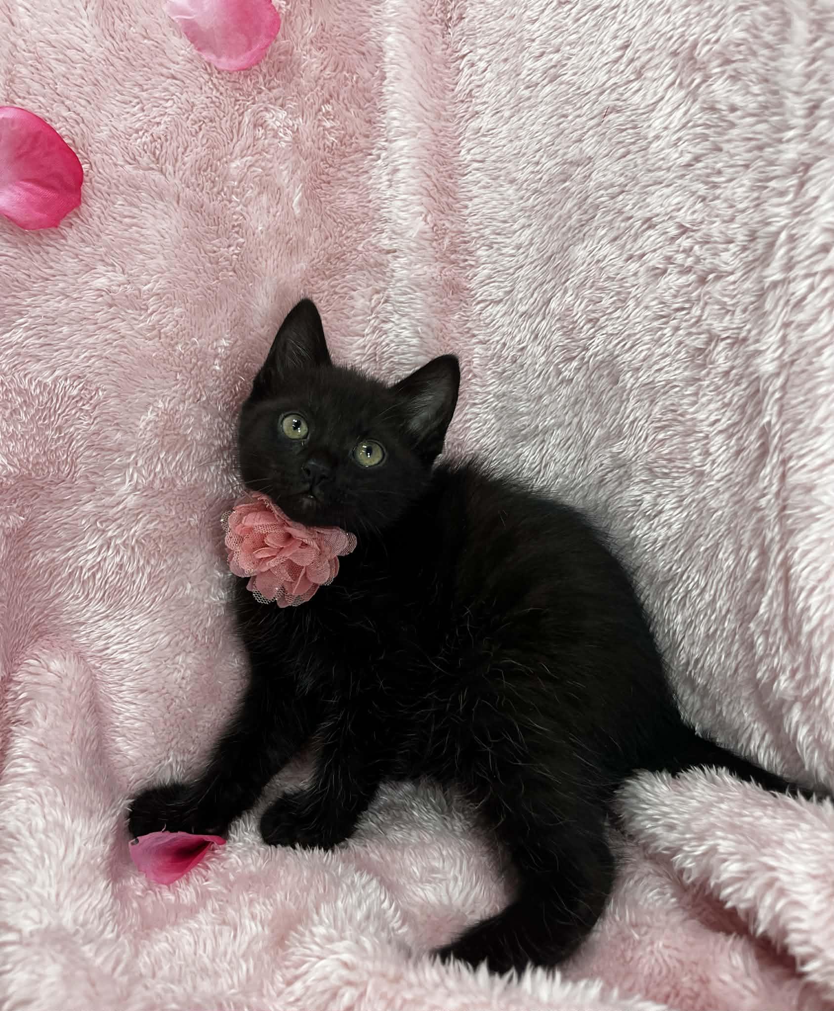 Enlarge Shaunee , a ADOPTABLE Domestic Medium Hair in Tavares, FL image 2/2