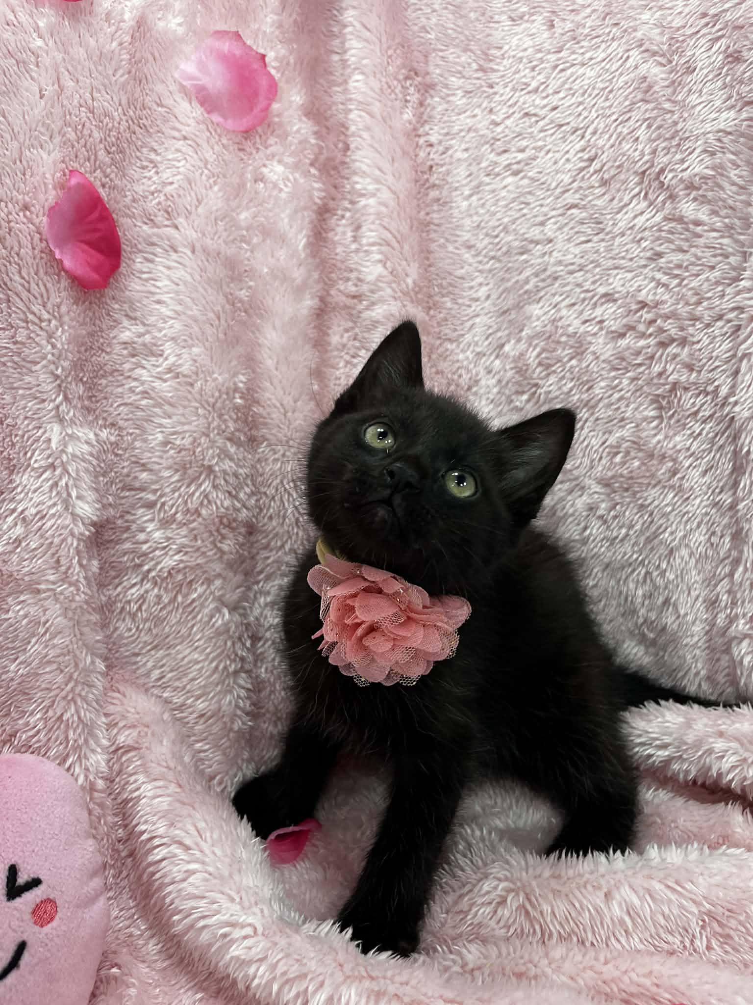 Shaunee , ADOPTABLE, Kitten Female Domestic Medium Hair.