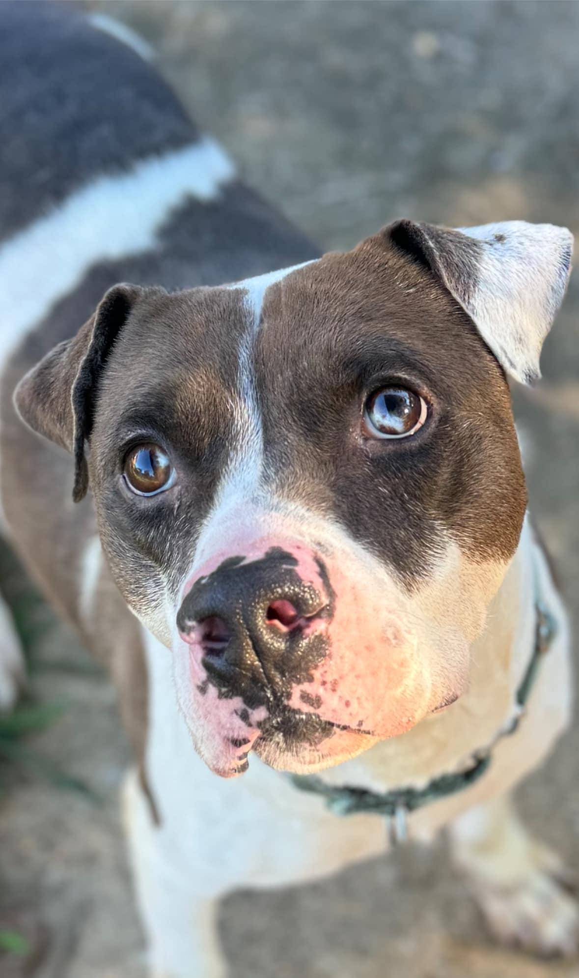 Enlarge Maximillion, a Adoptable mixed breed in Mabank, TX image 1/5