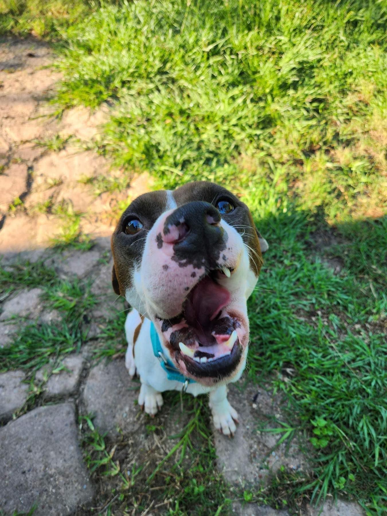 Enlarge Maximillion, a Adoptable mixed breed in Mabank, TX image 2/5