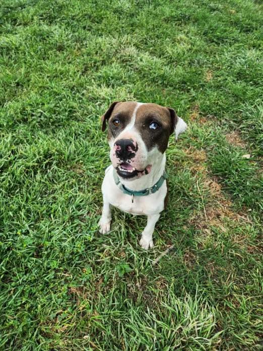 Enlarge Maximillion, a Adoptable mixed breed in Mabank, TX image 4/5