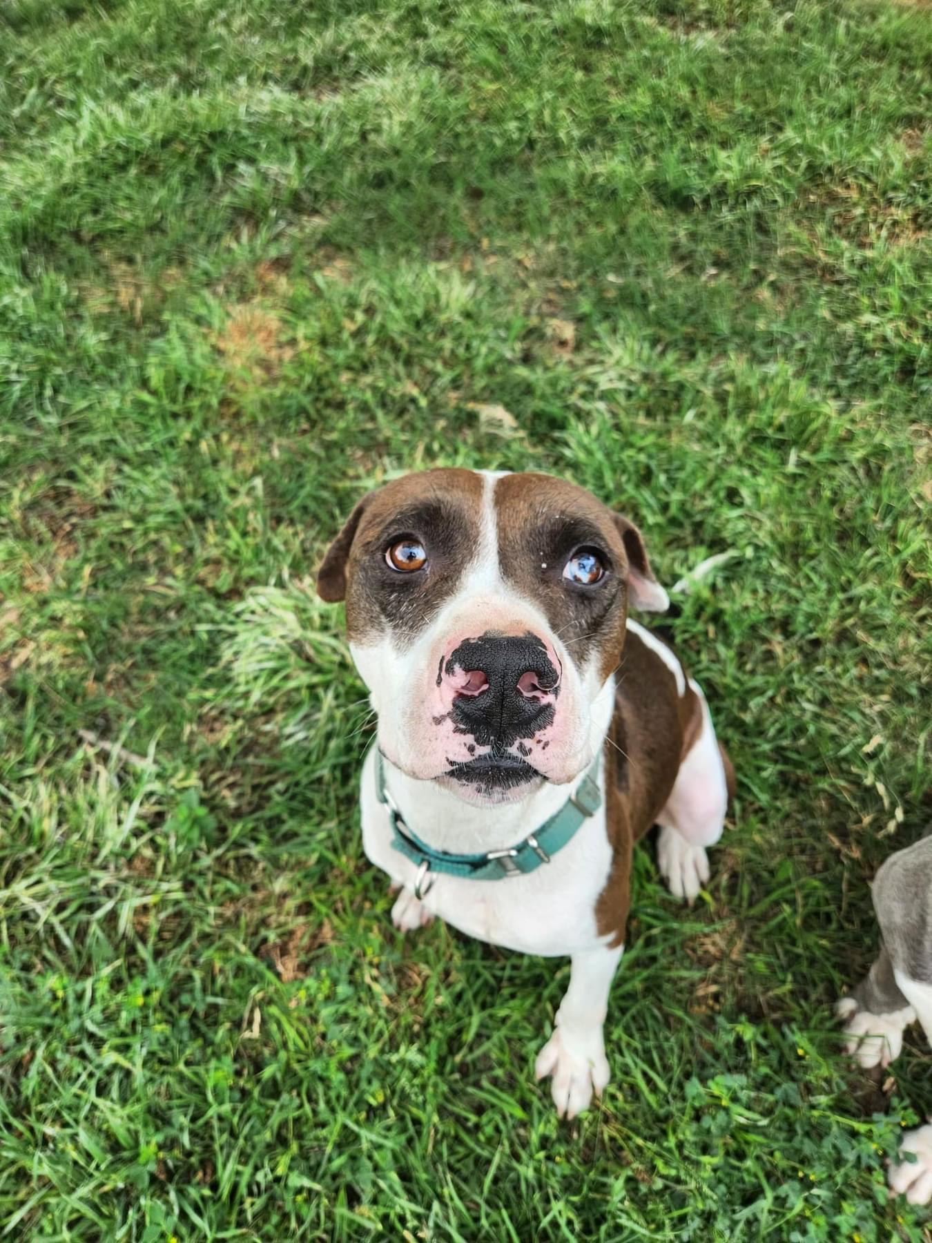 Enlarge Maximillion, a Adoptable mixed breed in Mabank, TX image 5/5