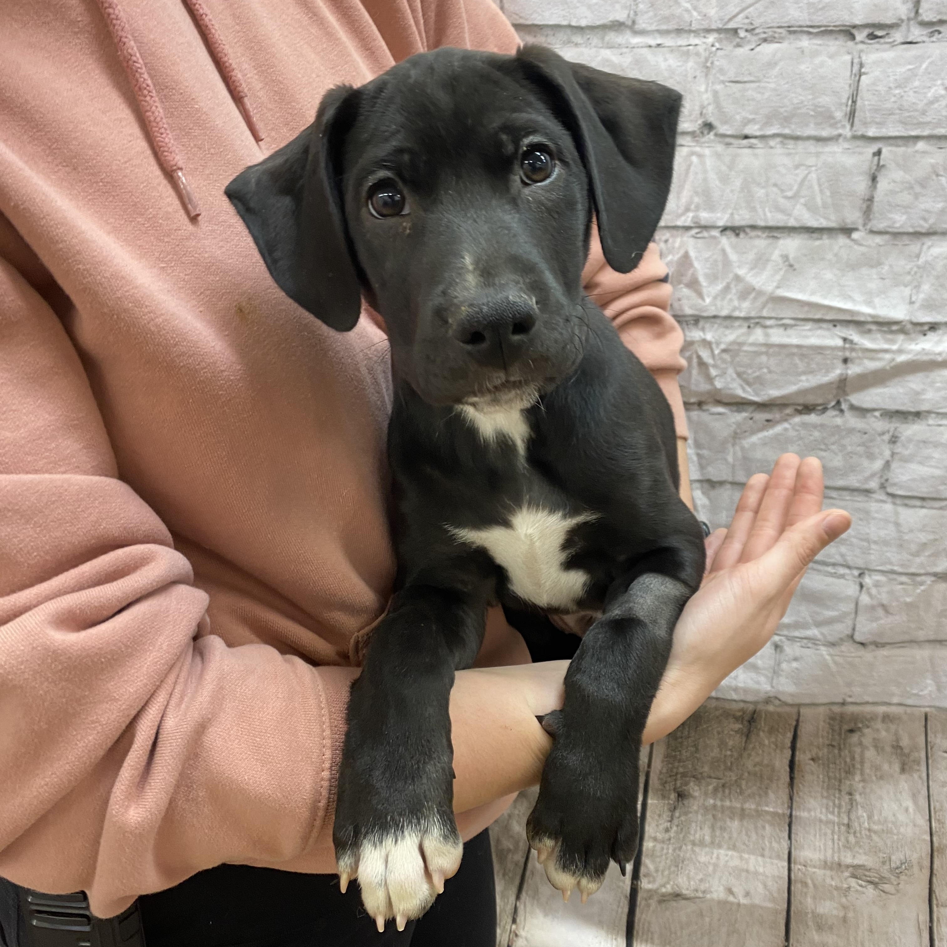 Enlarge Wish, a Adoptable mixed breed in Lake Odessa, MI image 5/6