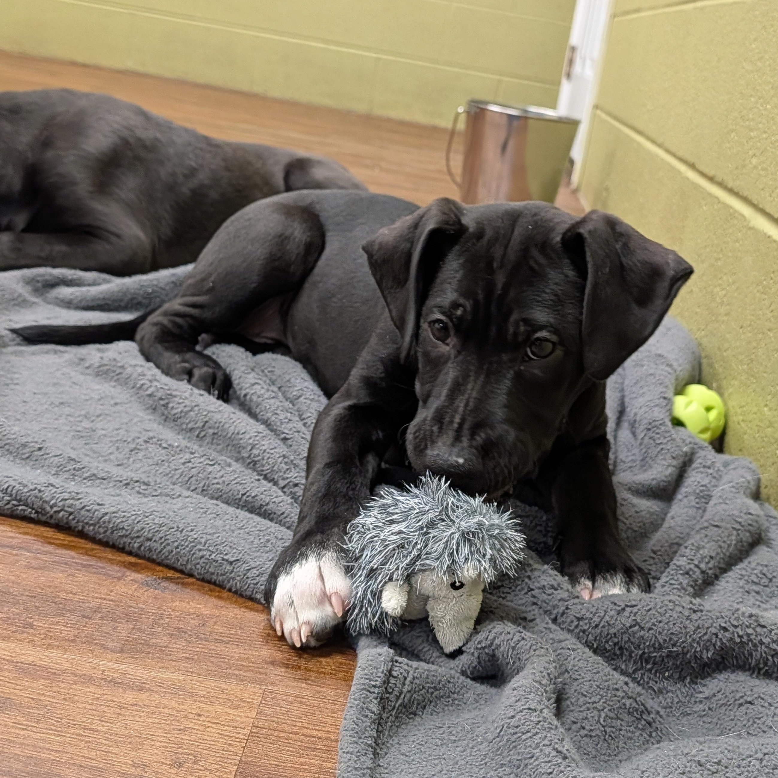 Enlarge Wish, a Adoptable mixed breed in Lake Odessa, MI image 2/6