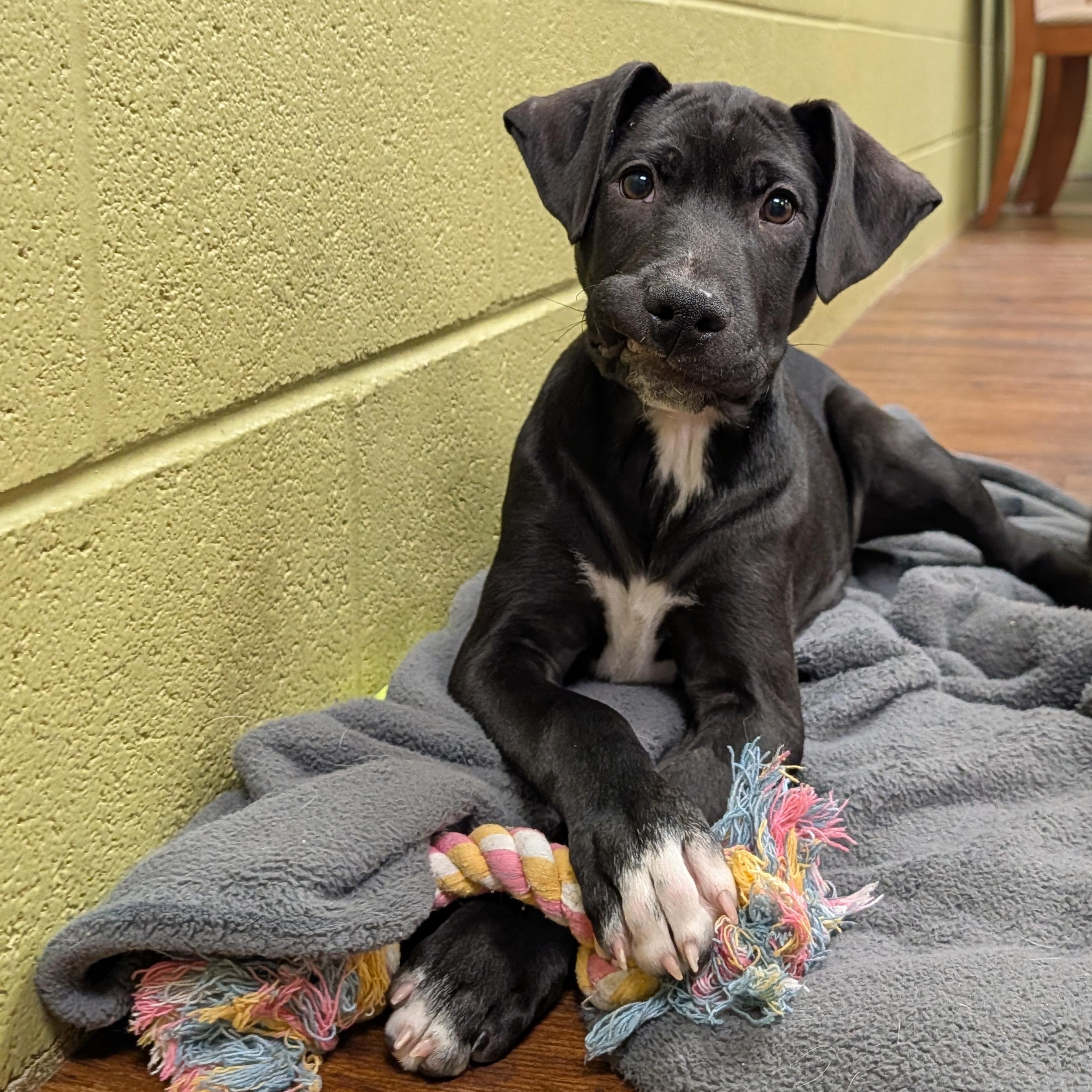 Enlarge Wish, a Adoptable mixed breed in Lake Odessa, MI image 1/6