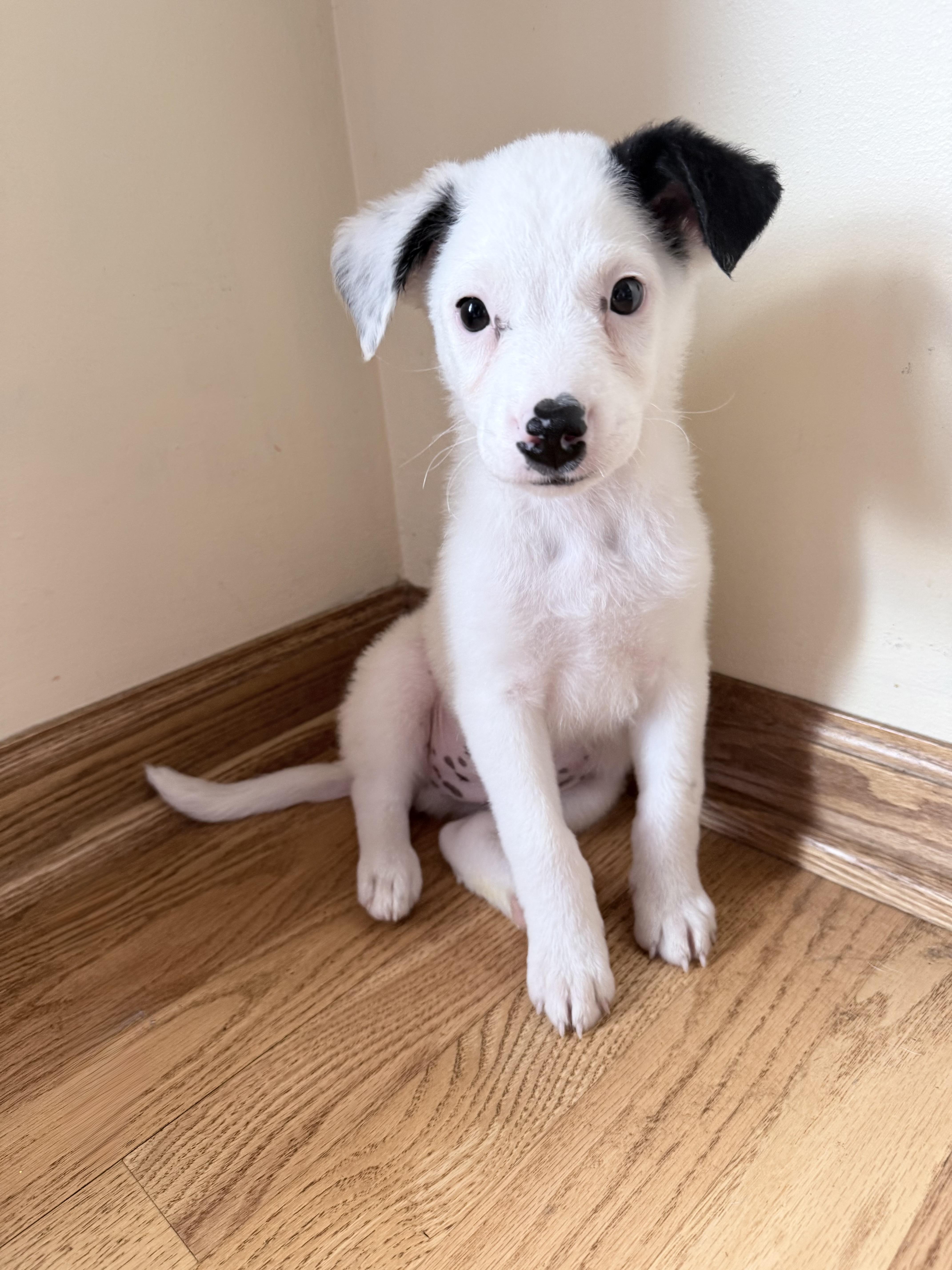Percy, ADOPTABLE, Puppy Male Border Collie & Australian Shepherd.