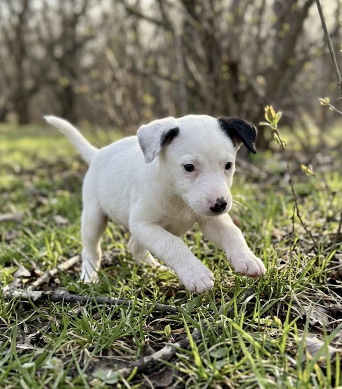 Enlarge Percy, a ADOPTABLE mixed breed in Hales corners, WI image 2/5