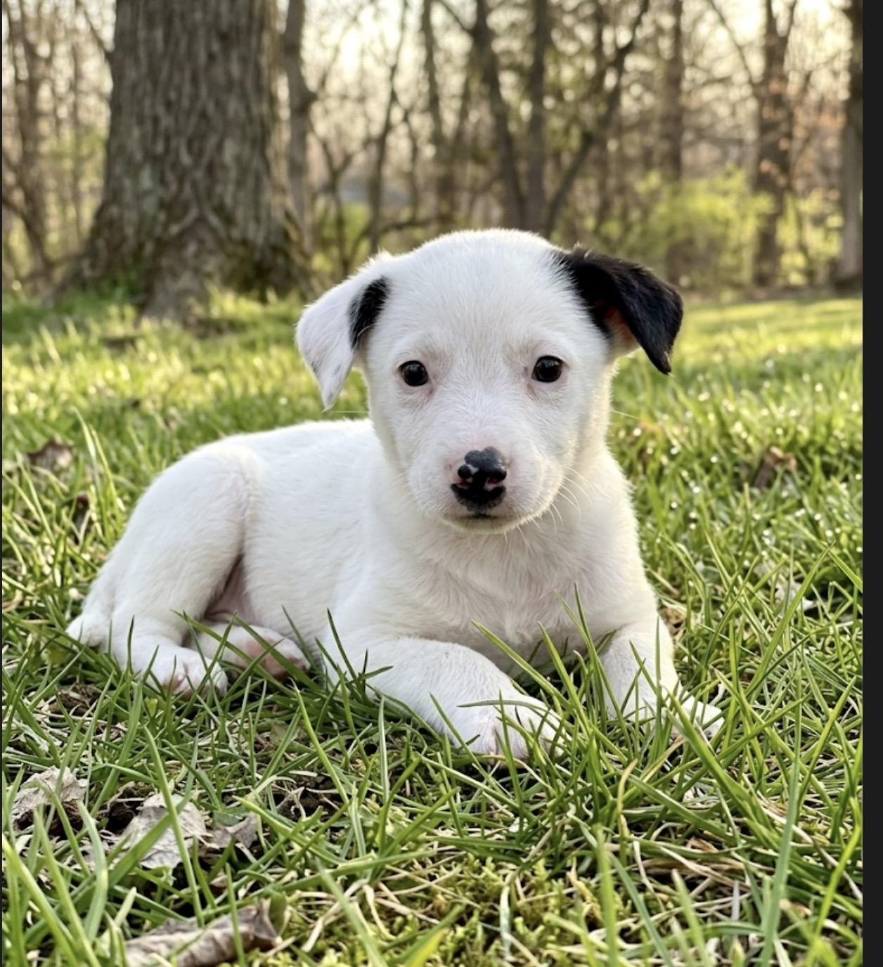 Enlarge Percy, a ADOPTABLE mixed breed in Hales corners, WI image 3/5