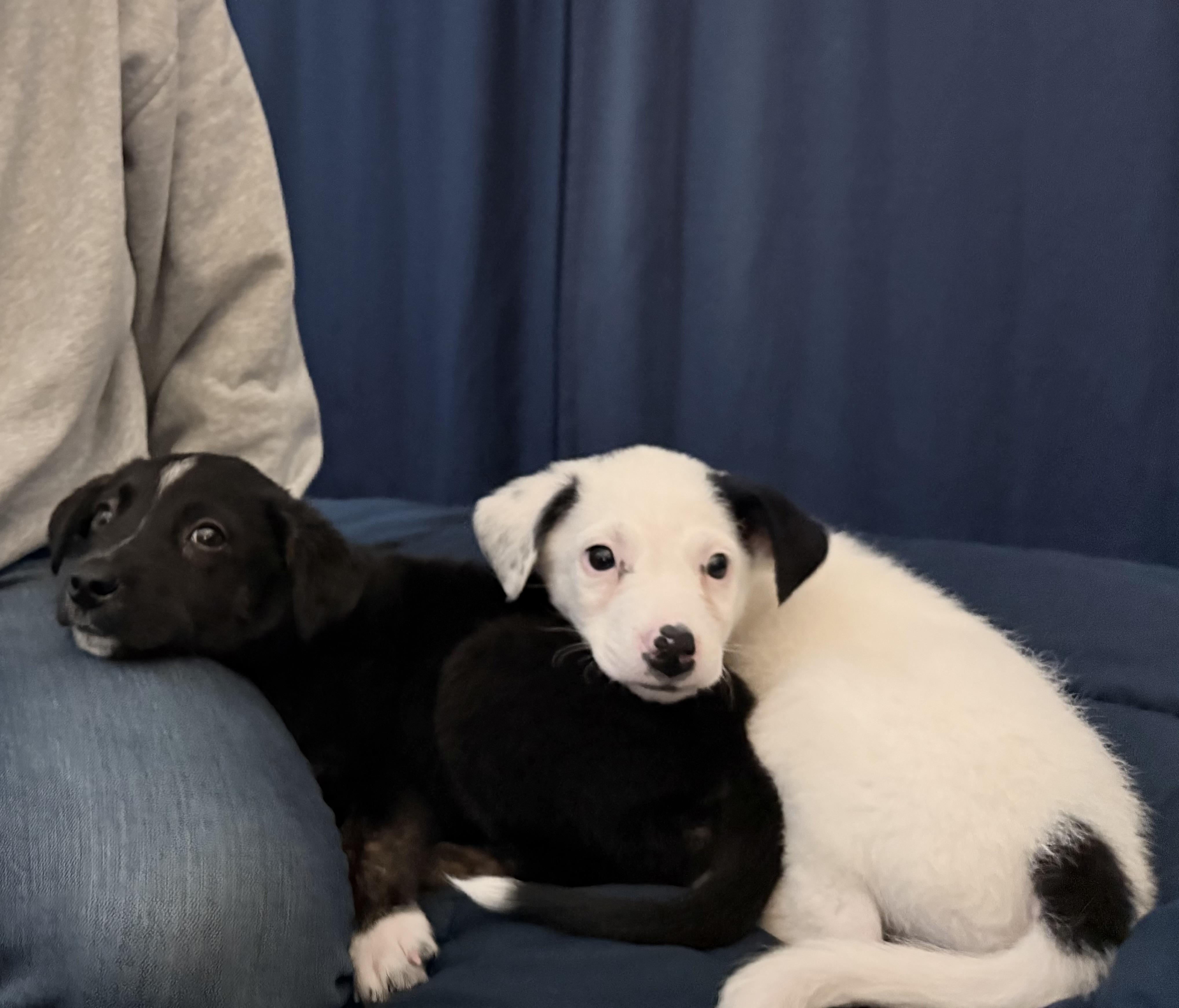 Enlarge Percy, a ADOPTABLE mixed breed in Hales corners, WI image 5/5