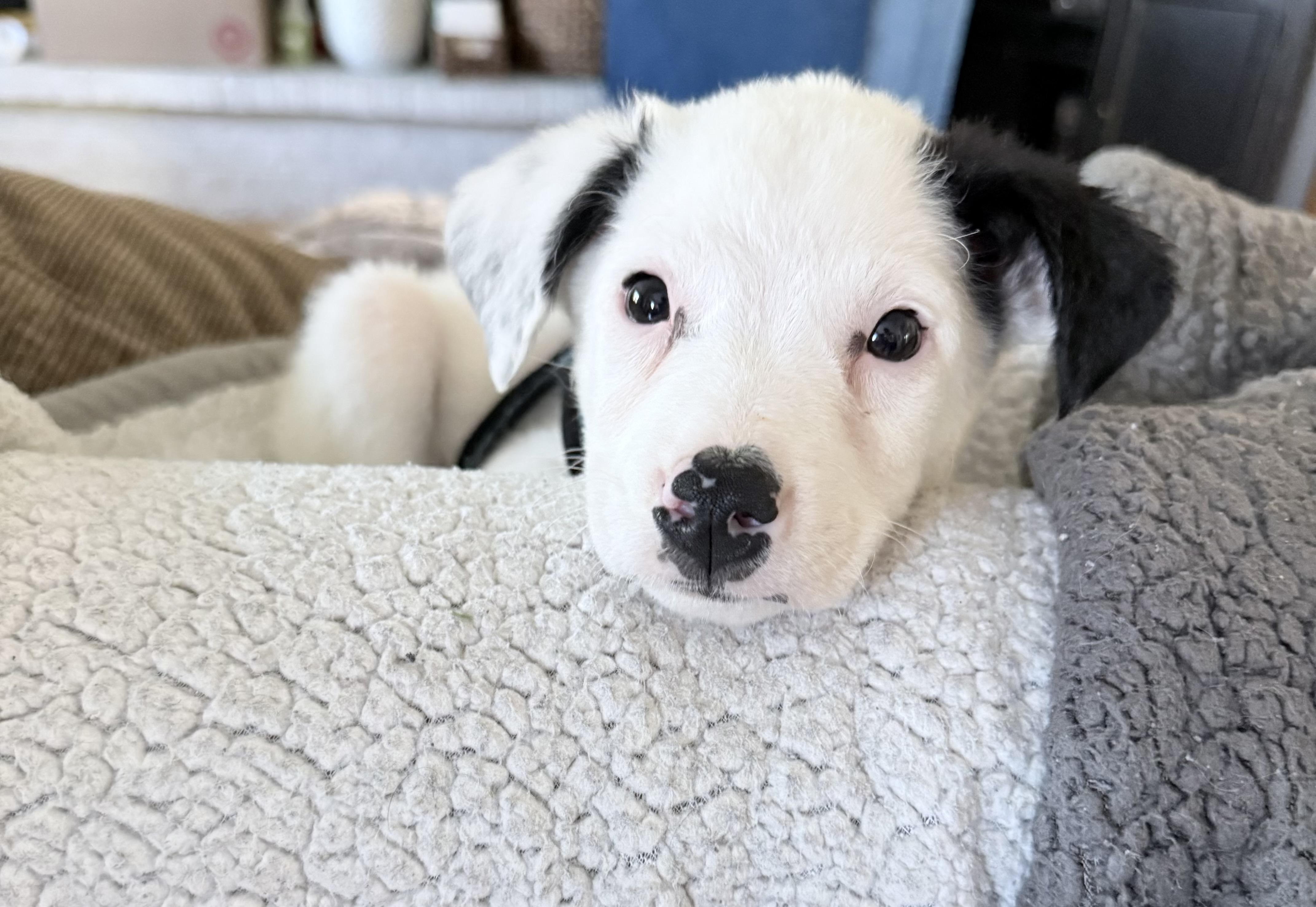 Enlarge Percy, a ADOPTABLE mixed breed in Hales corners, WI image 4/5
