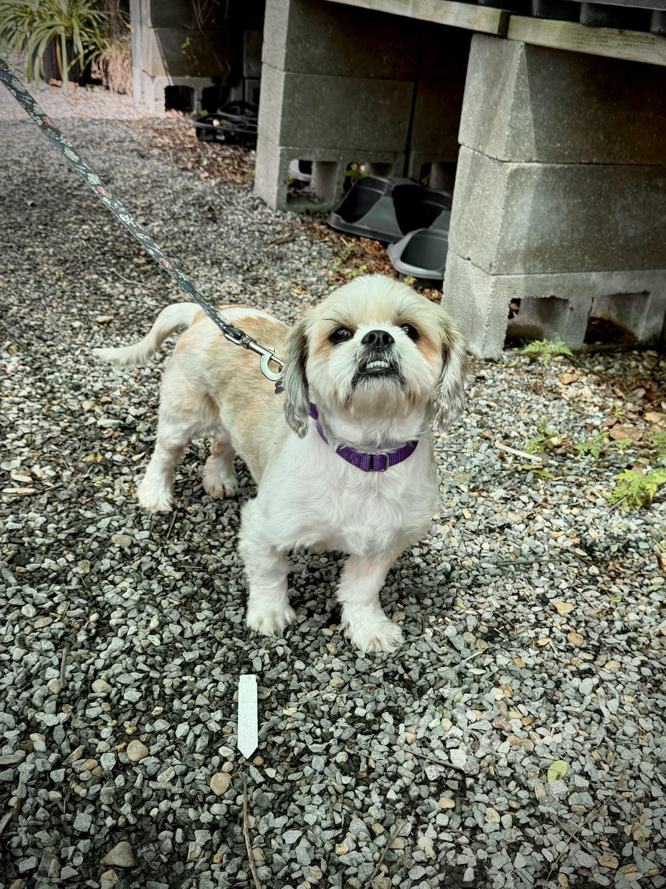 Enlarge Chewy , an adoption pending mixed breed in Jefferson, LA image 2/6
