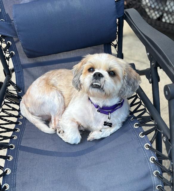 Enlarge Chewy , an adoption pending mixed breed in Jefferson, LA image 4/6