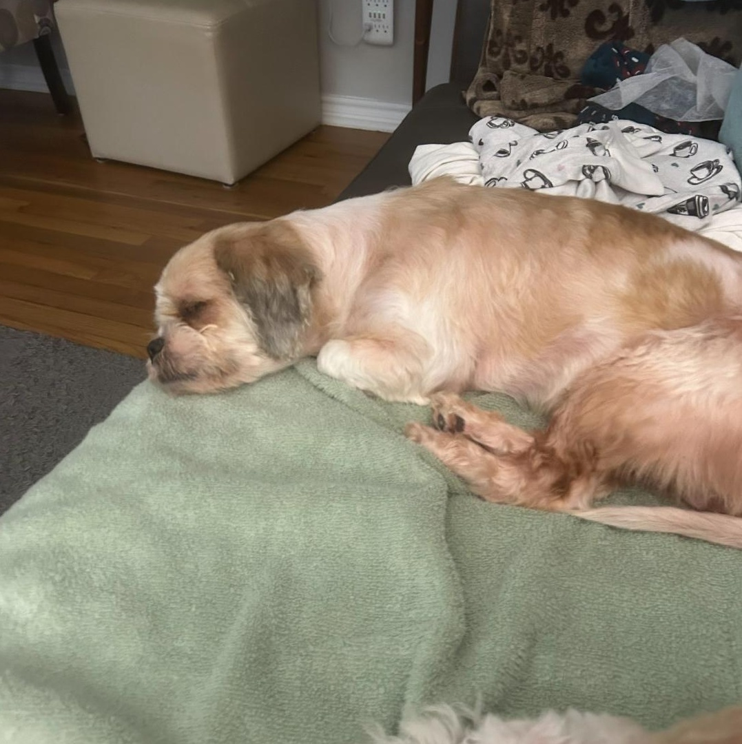 Enlarge Chewy , an adoption pending mixed breed in Jefferson, LA image 5/6