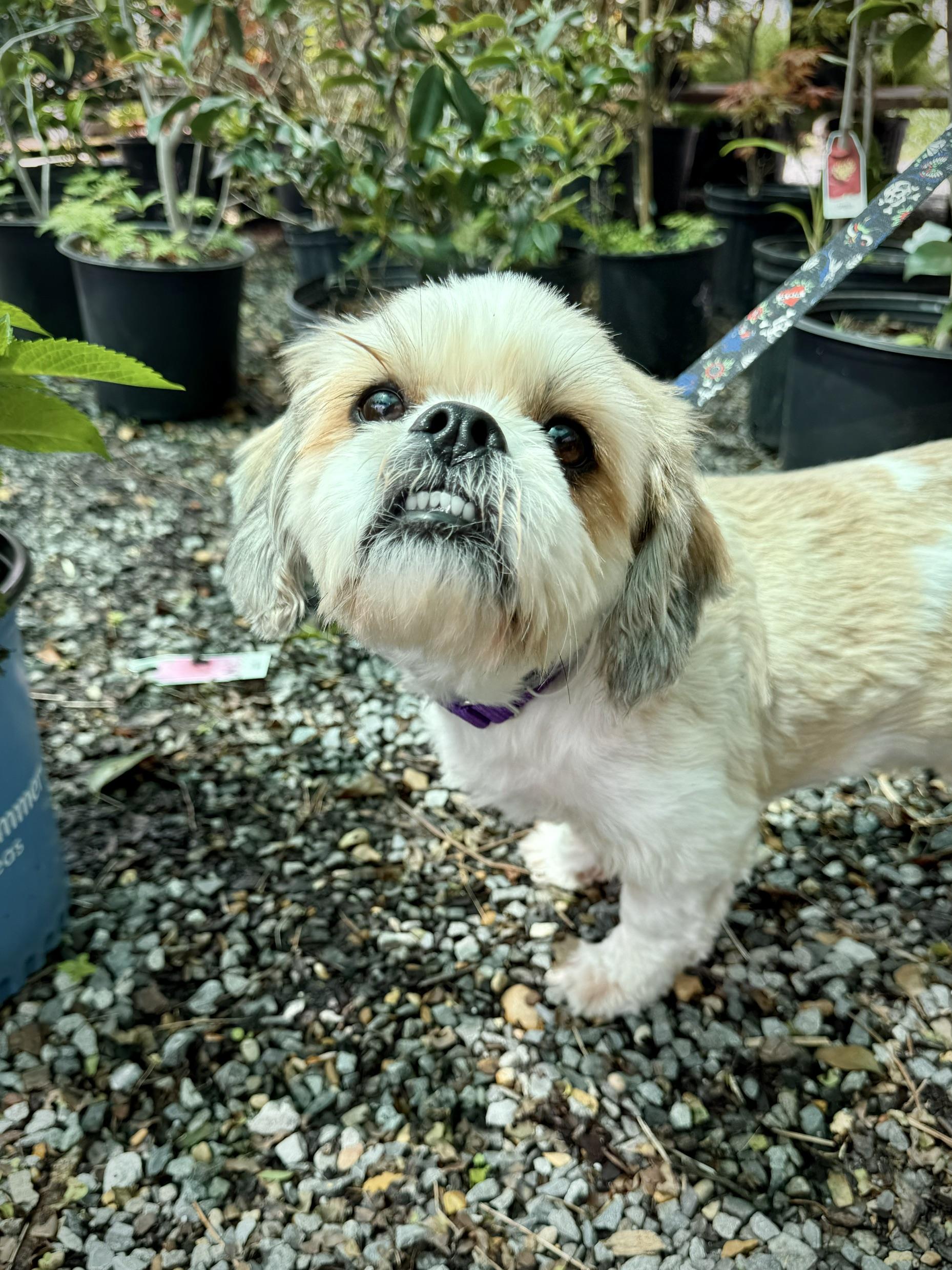 Enlarge Chewy , an adoption pending mixed breed in Jefferson, LA image 3/6