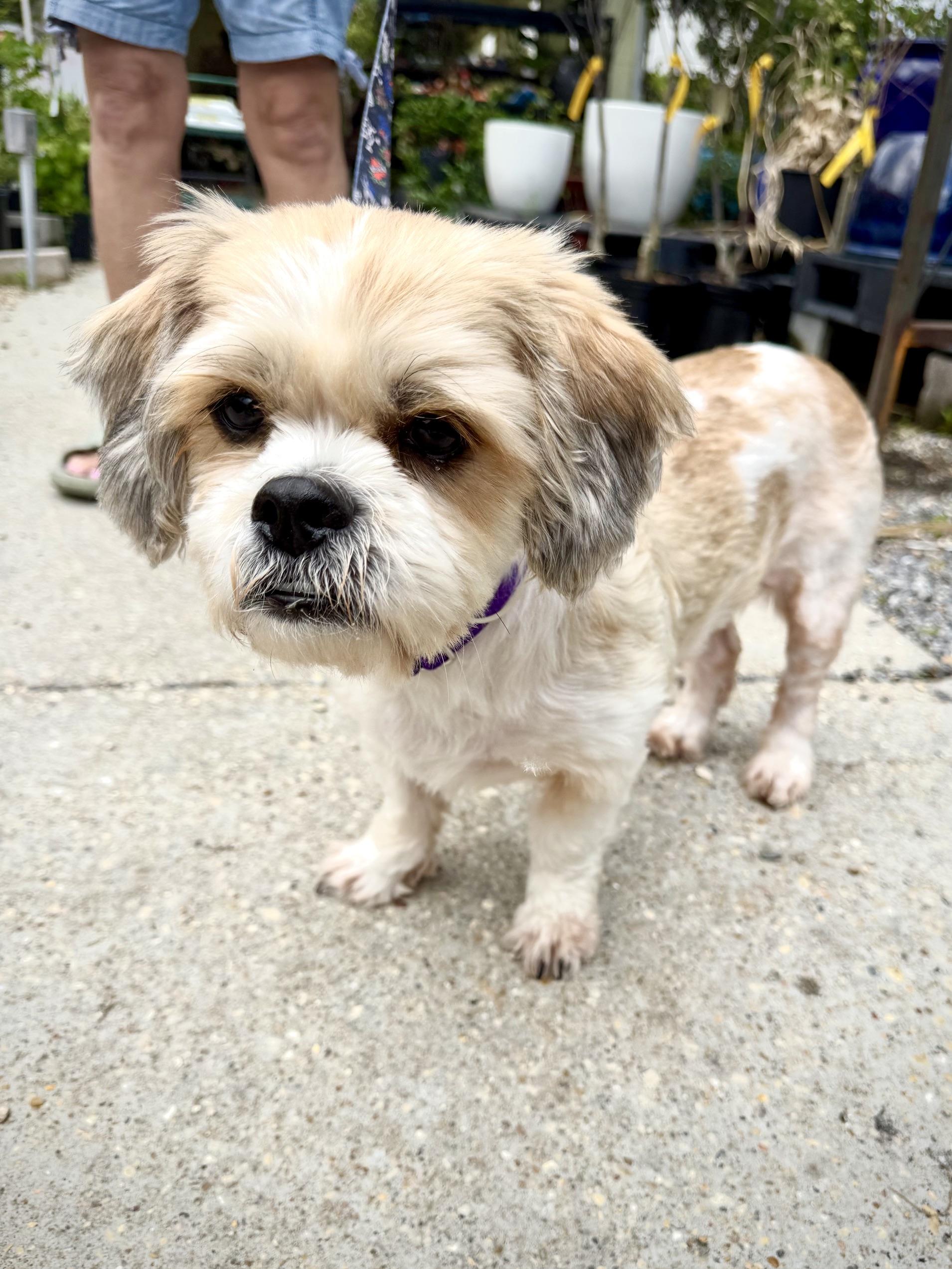 Enlarge Chewy , an adoption pending mixed breed in Jefferson, LA image 1/6
