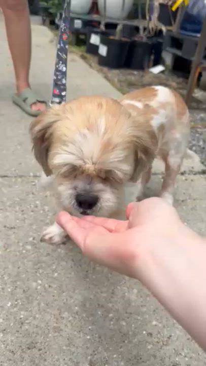 Enlarge Chewy , an adoption pending mixed breed in Jefferson, LA video 6/6