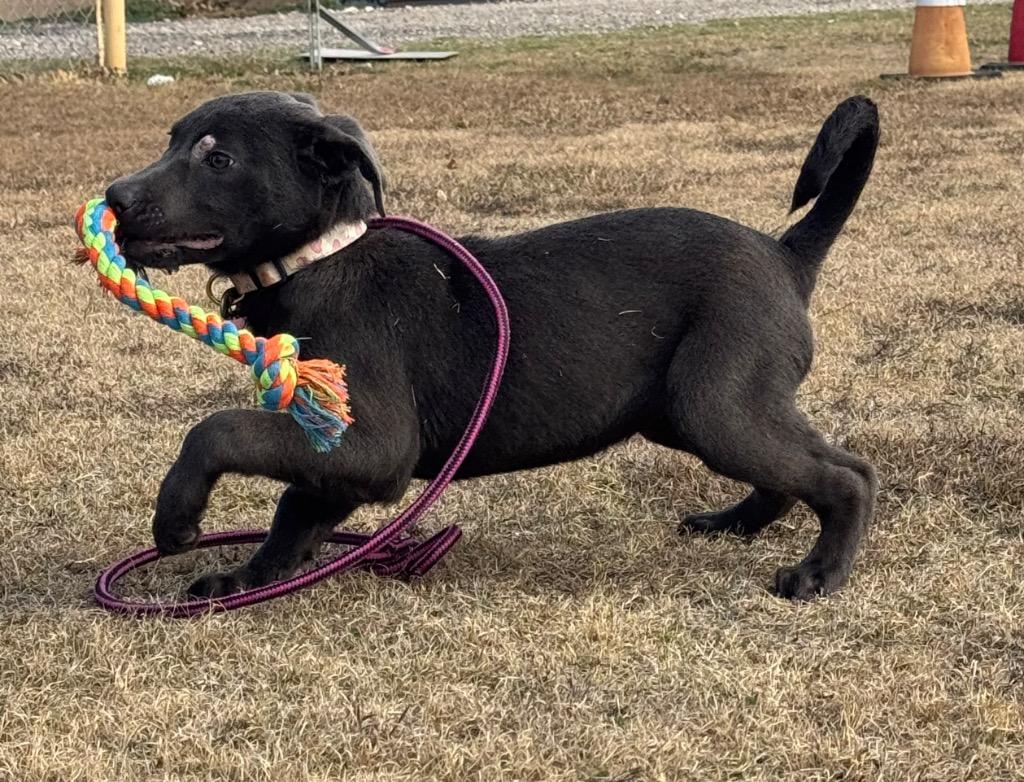 Rosa, Adoptable, Puppy Female Catahoula Leopard Dog & Australian Cattle Dog / Blue Heeler.