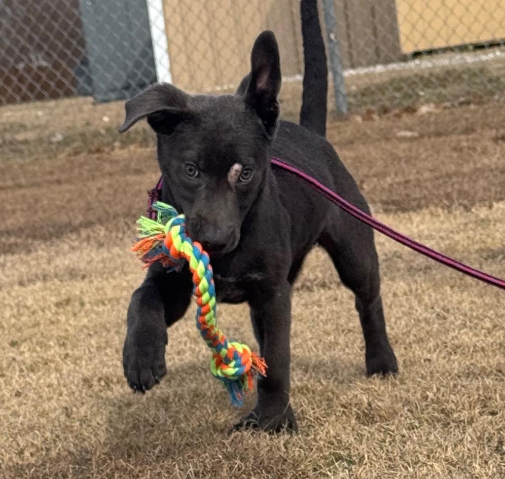 Rosa, a Adoptable mixed breed in Ovilla, TX image 2/3