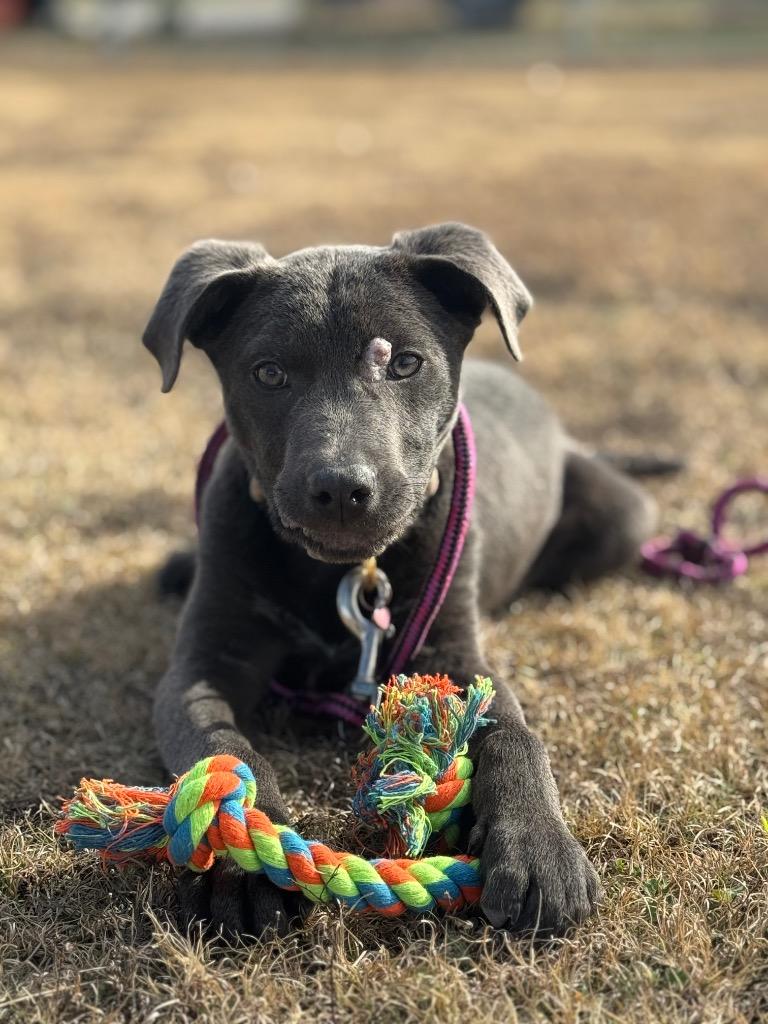 Rosa, a Adoptable mixed breed in Ovilla, TX image 3/3