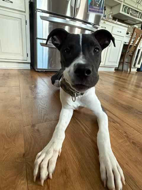 Pascal, a Adoptable mixed breed in Kansas City, MO image 1/3