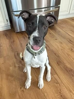Pascal, a Adoptable mixed breed in Kansas City, MO image 3/3