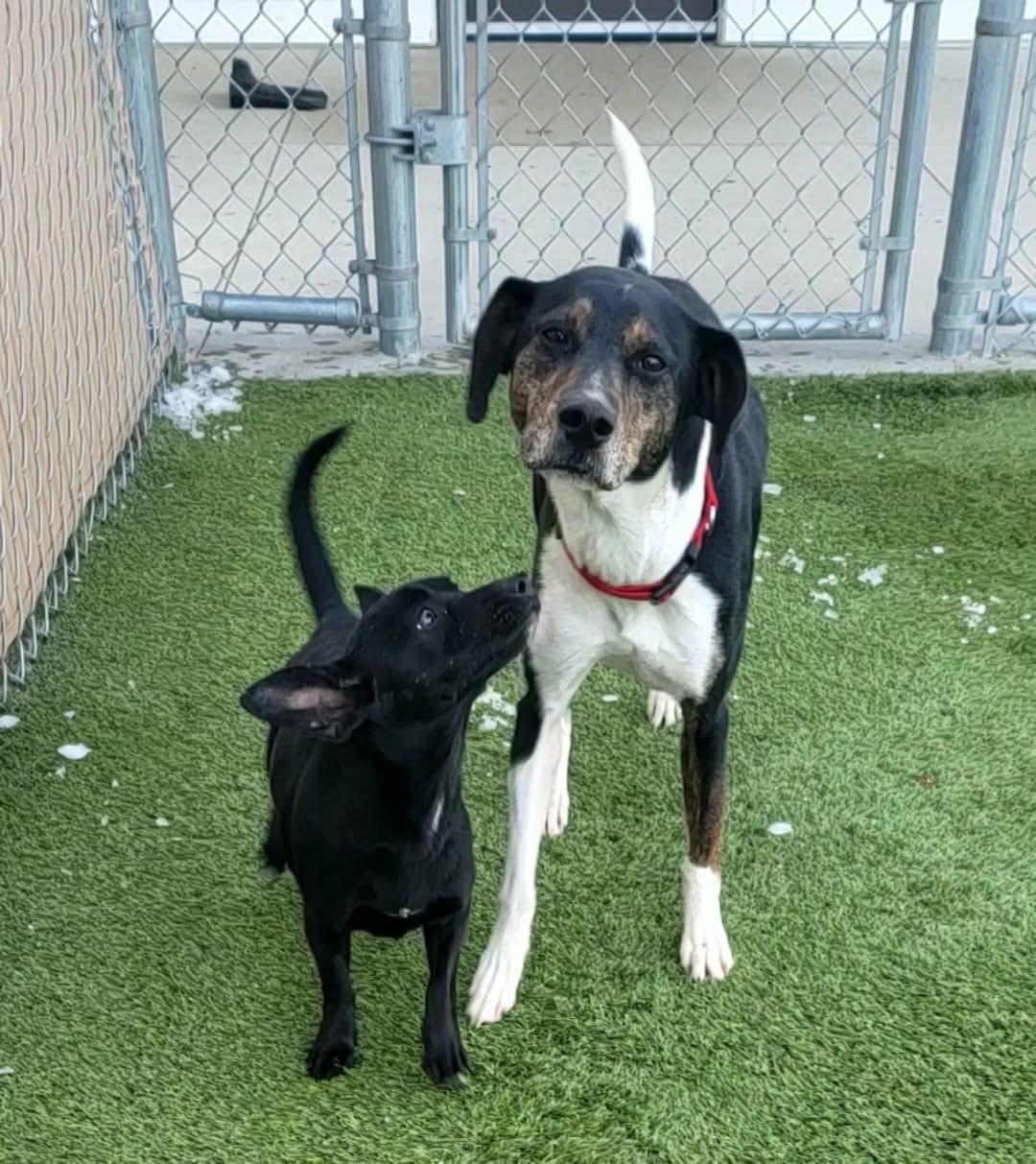 Nirvana, ADOPTABLE, Young Female Chihuahua & Dachshund.