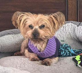 Tammy TX, a Adoptable Yorkshire Terrier in Boonton, NJ image 2/3