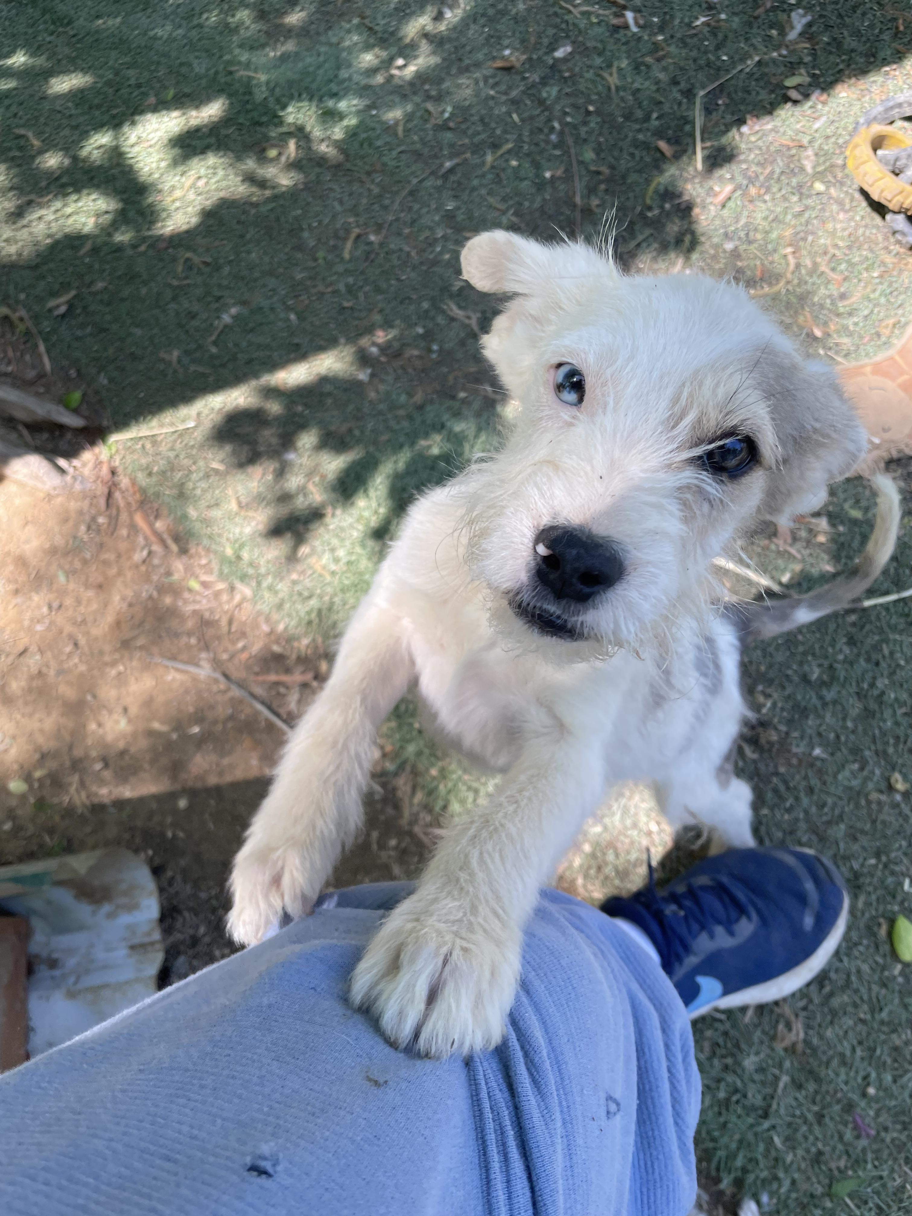 Enlarge Puck, an adopted mixed breed in Tracy City , TN image 2/3